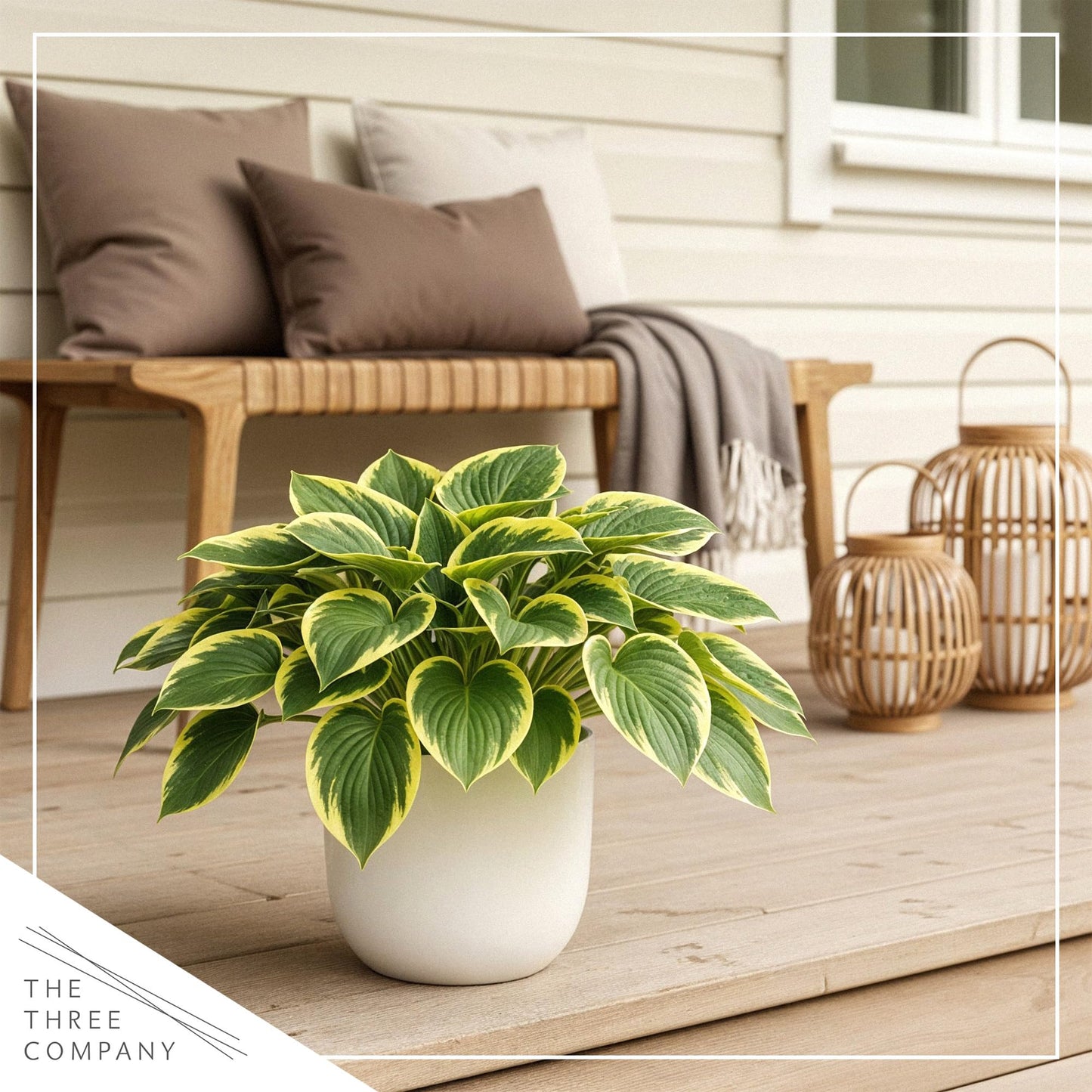 Live Perennial Hosta - Queen Josephine (3 Plants Per Pack) Beautiful Accent Plant, 10" Tall by 4" Wide in 1 Qt Pot