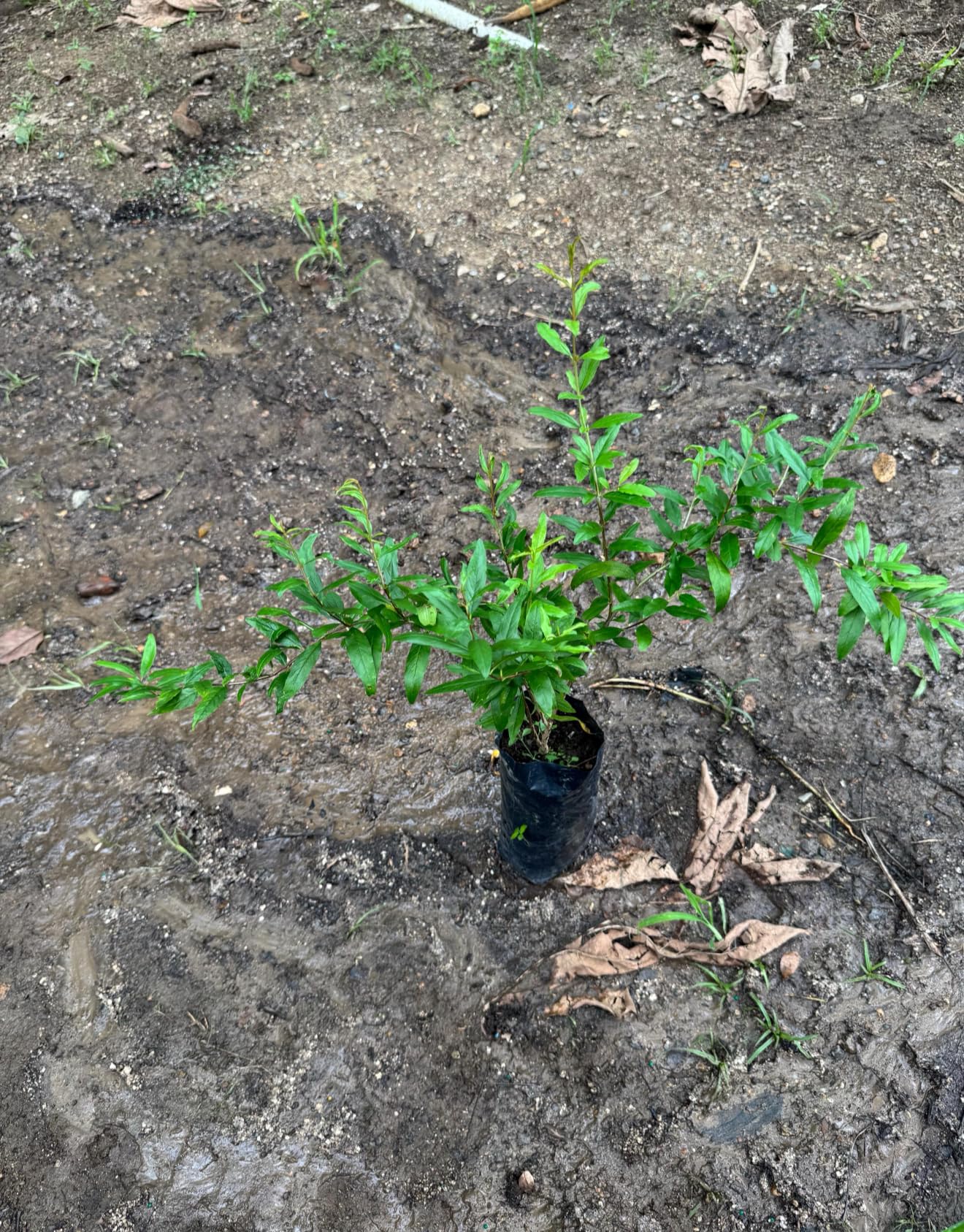 Pomegranate (Punica granatum) (Granada) Tropical Live Fruit Tree (10”to24”) Plant