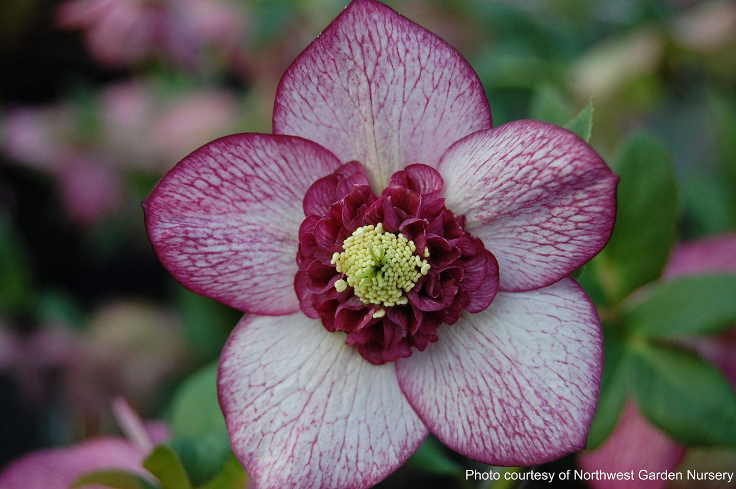 Perennial Farm Marketplace Helleborus x Winter Jewels 'Cherry Blossom' (Lenten Rose) Perennial, 1 Quart, Red Flowers