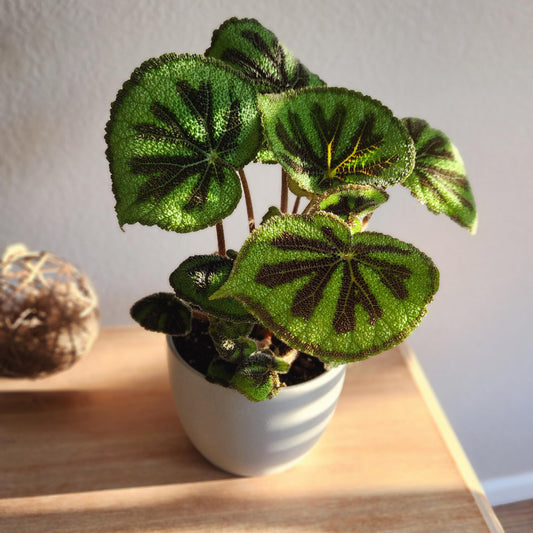 Begonia Masoniana Rock, Live Houseplant Decor in 6" White Pot, Textured Leaves, Easy Botanical Gift, Iron Cross Houseplants, Desk Decor & Gifts, Office Plants & Decorative Plants by Plants for Pets
