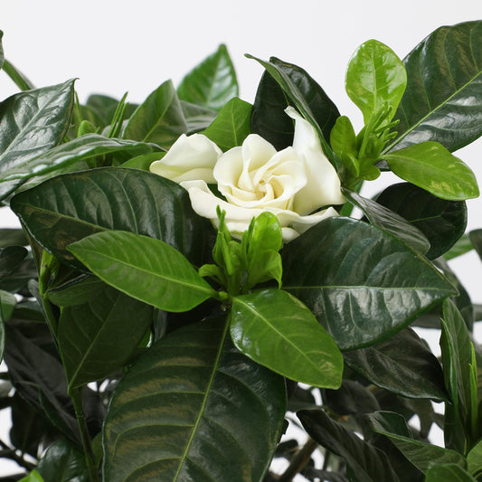 Gardenia Plant (1G), Cape Jasmine Plant Outdoor Plants, Fresh Flowers for Delivery Prime, Live Plants Indoor Plants Live Houseplants, Gardenia Plants Live House Plants Indoors Live by Plants for Pets