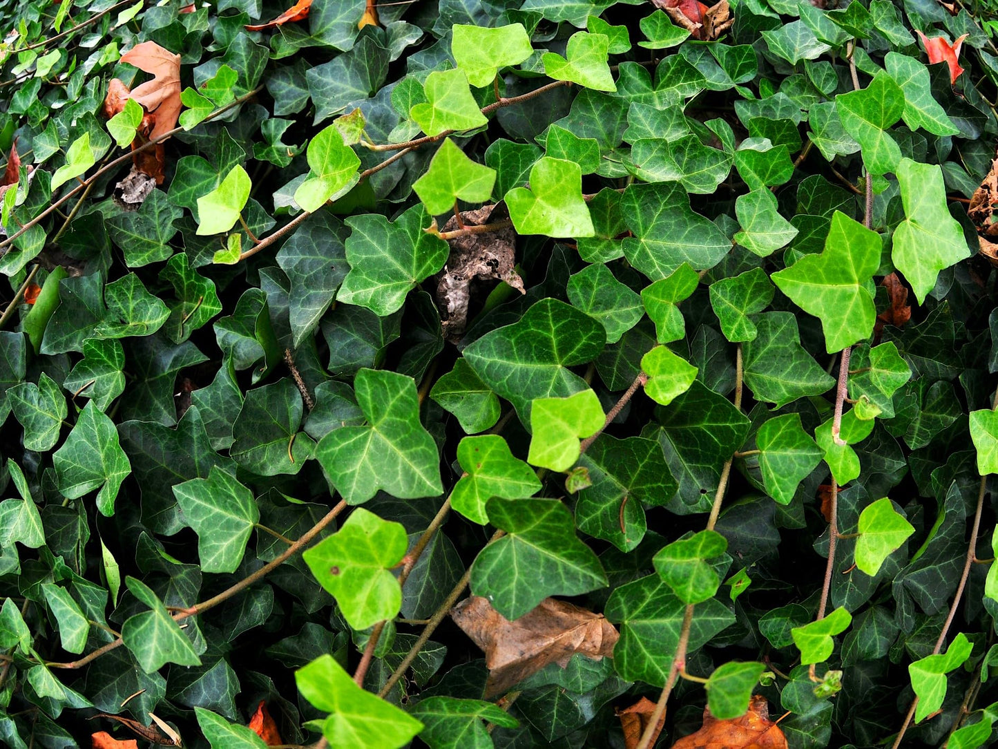 Greenwood Nursery: Live Ground-Cover Plants - English Ivy + Hedera Helix - [Qty: 10x Pint Pots] - (Click for Other Available Plants/Quantities)