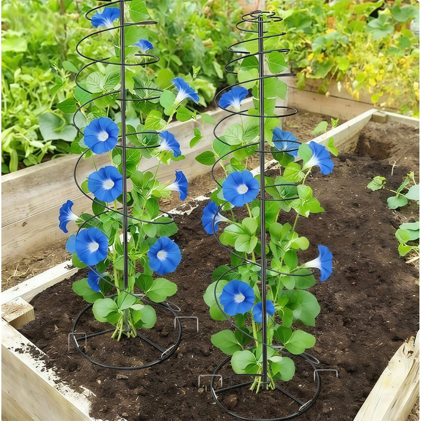 2 Pack Spiral Metal Garden Trellis for Climbing Plants Outdoor, 12"-59" H Adjustable Plant Grow Cage Support for Pole Bean, Pea, Morning Glory, Clematis (Includes Metal Central Stake, More Stable)