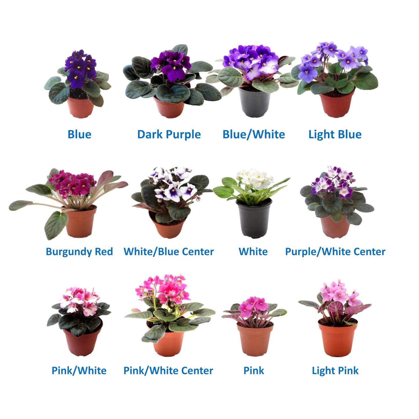 2-PK of African Violets (2 Count), Saintpaulia ionantha, Colors May Vary but All Different, Live Plant, Indoor Plants, House Plants, Holiday Gifts, 4-inch Pots