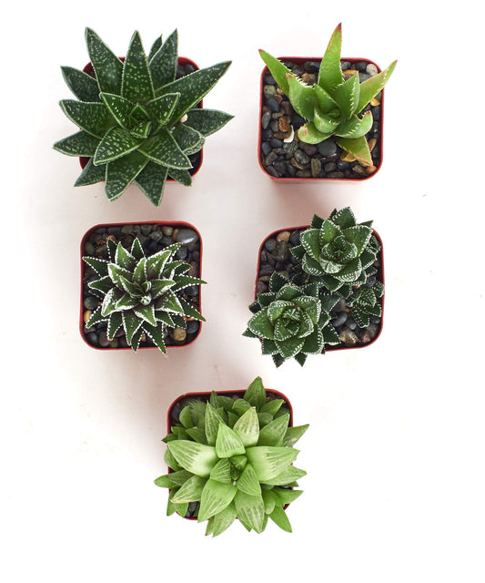 Shop Succulents | Alluring Collection of Live, Hand Selected Variety Pack of Mini 5 Different Aloe Plants in 2" Grower Pots, Easy to Grow and Hard to Kill
