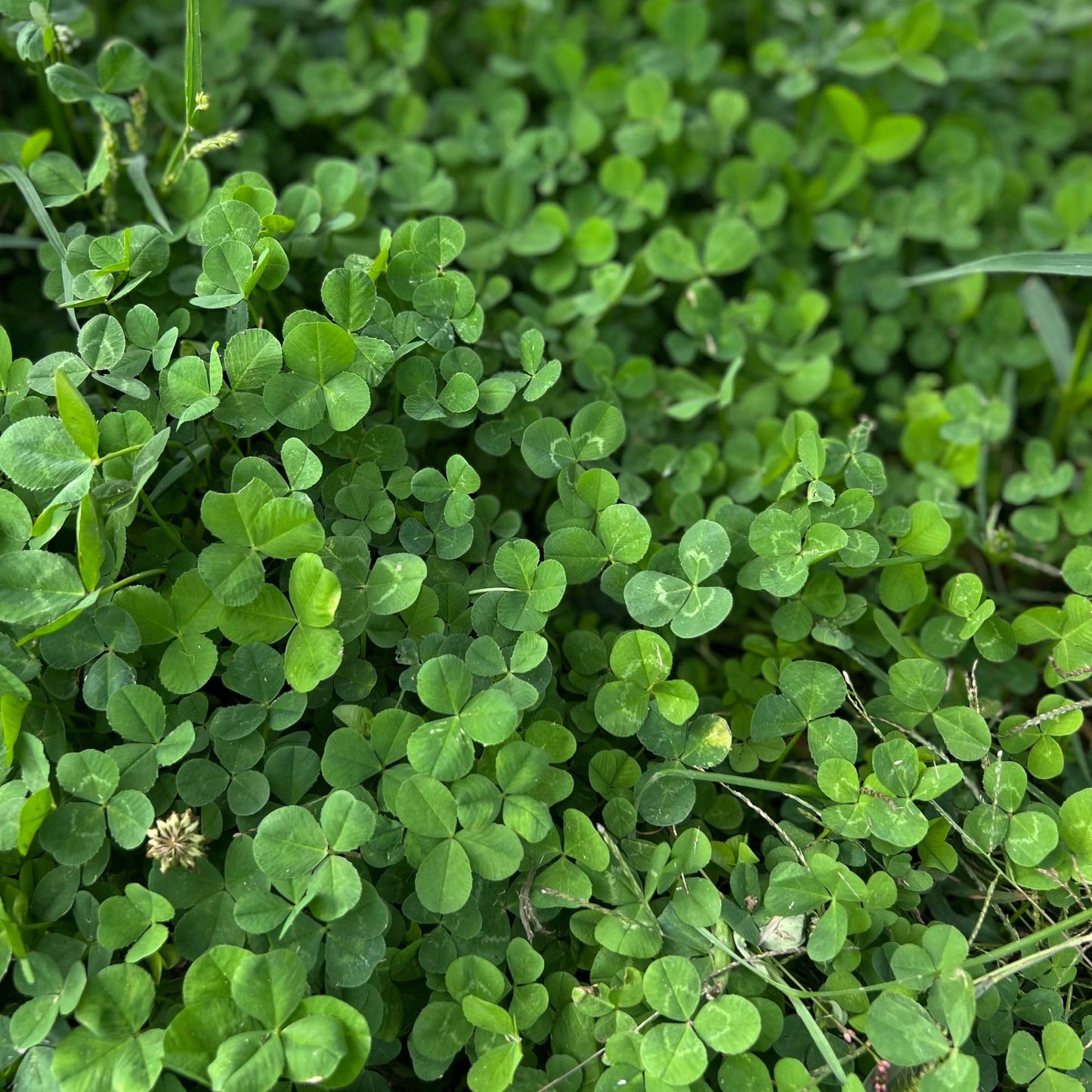 Micro Clover Seed for Lawn - 1 Lb - ~400,000 Microclover Seeds for Planting - Drought-Tolerant Mini Grass Alternative by Mountain Valley Seed Company