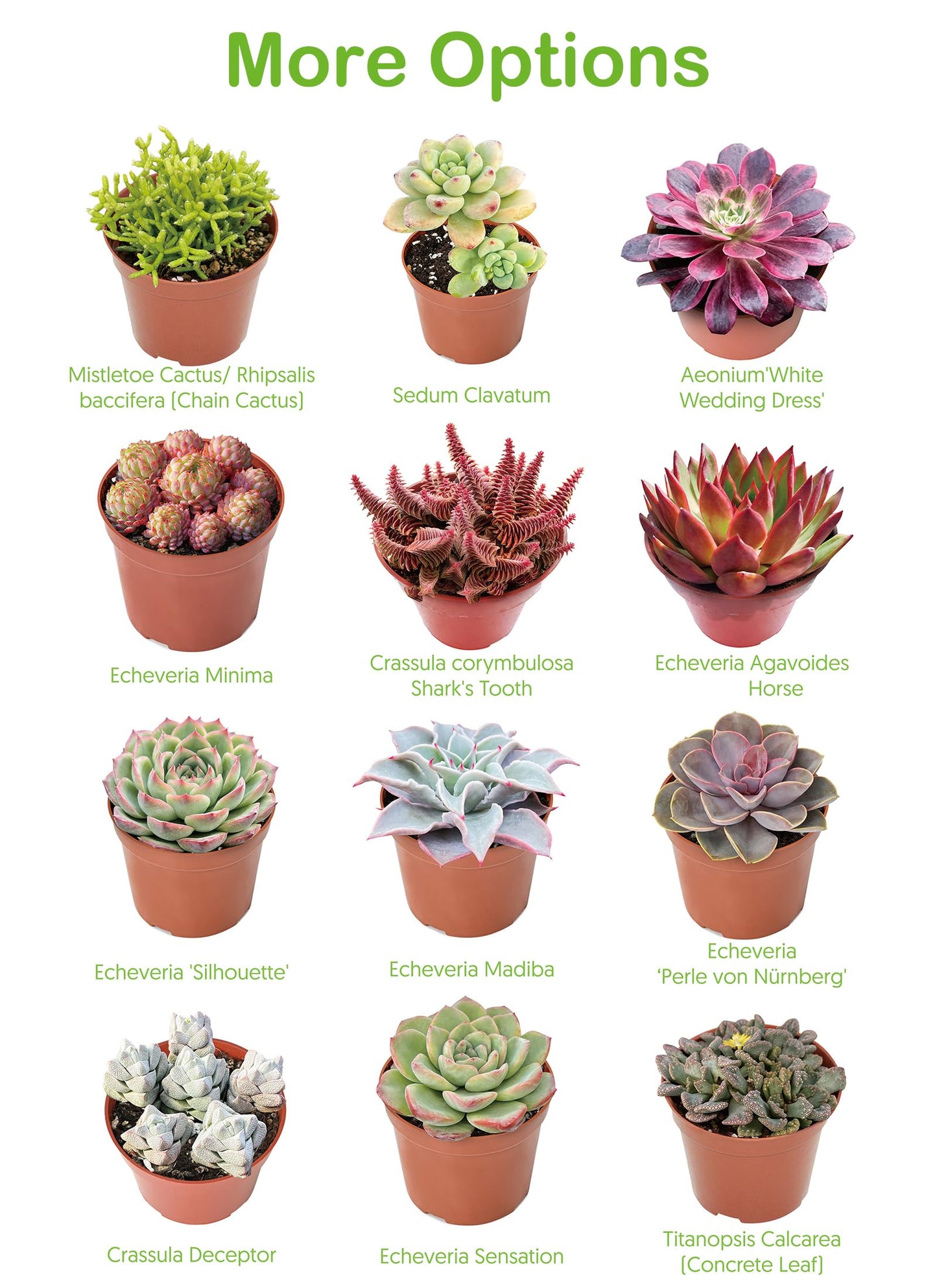 Live Succulent Plants Green Pagoda Mini Jade, Easy Care Potted Succulents in 4" Pots, Indoor Houseplant, Unique Gifts, Home Office Décor