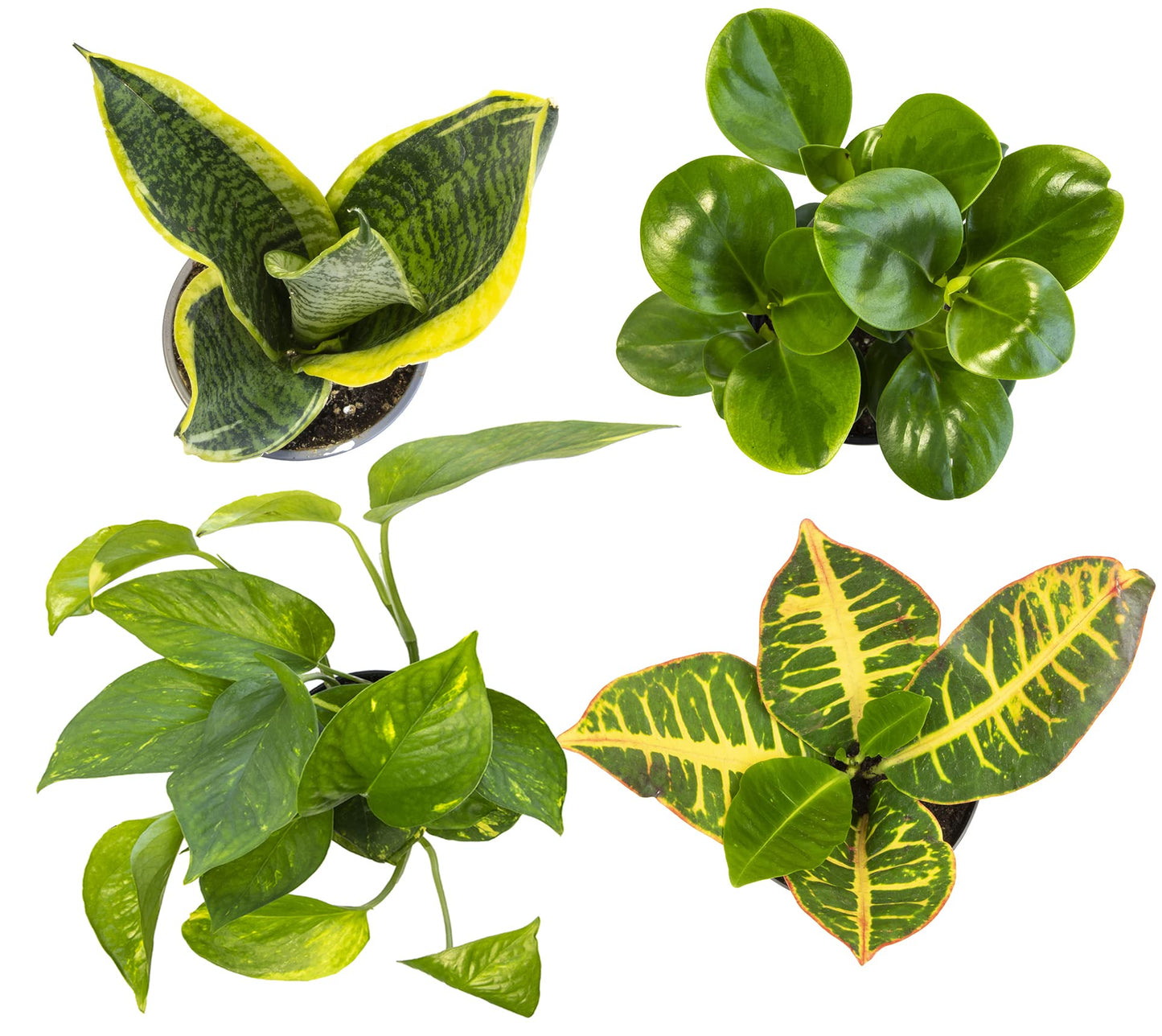 Money Tree Plant Indoor House Plants, Chinese Money Plant Decor, Bonsai Tree Feng & Essential Houseplant Collection (4PK) Live Plants Indoor Plants Live Houseplants in Plant Pots