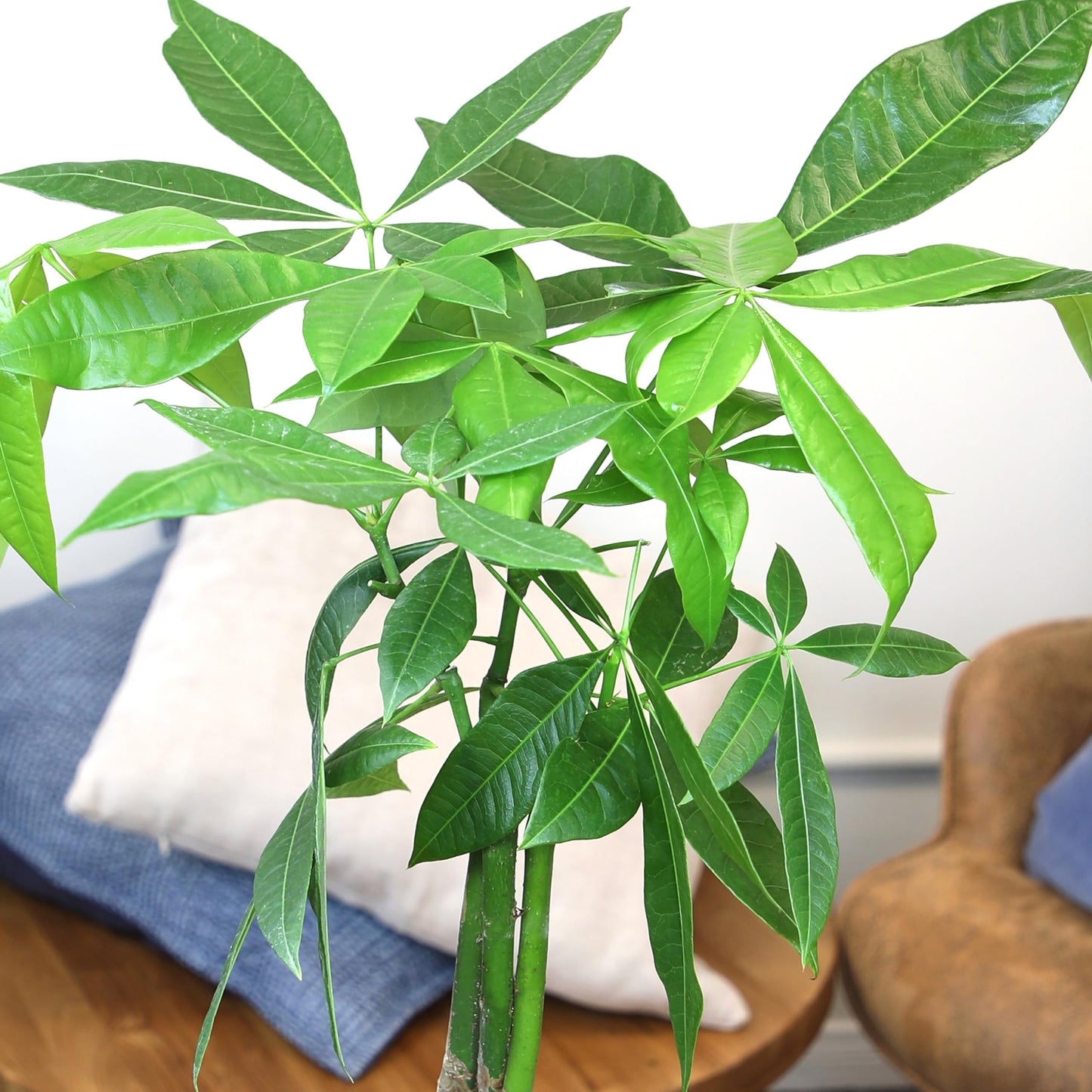Altman Plants Money Tree Plant Decor (Approx. 1.5 Feet Tall) with 6 Inch Soft Pink Planter, Pet Friendly Plants, Easy Plant Gift, Easy to Grow House Plant & Desk Plant in Indoor Plant Potting Soil Mix