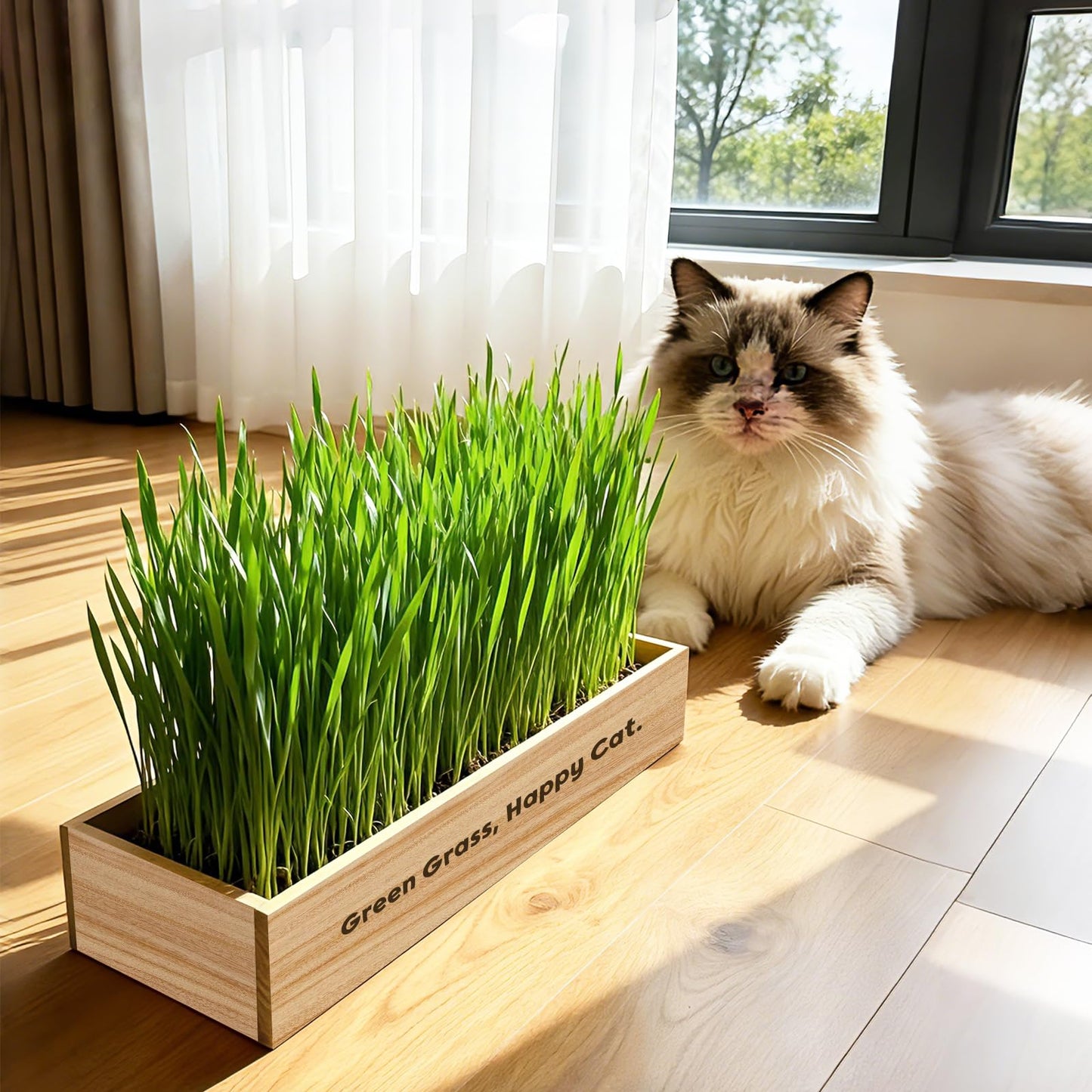 LUOJIBIE Cat Grass Kit for Indoor Cats, Cat Grass Seeds Set, Non-GMO Wheat Grass, Mother' s Day Gifts for Mom, Unique Christmas Birthday Gifts for Women Men Girl, House Warming Gifts for Cat Lover