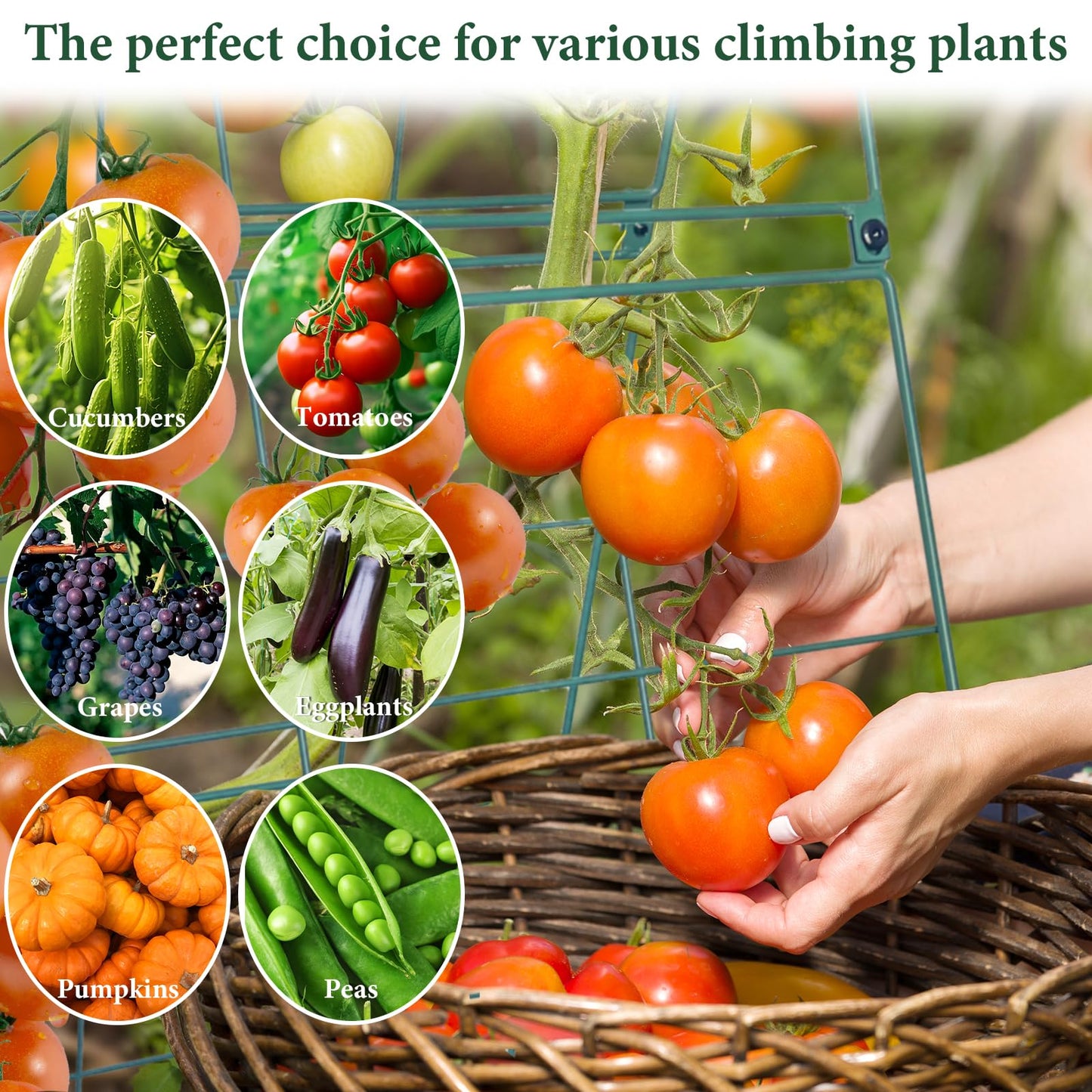 Cucumber Trellis for Raised Garden Bed, Easy-to-Assemble Sturdy Metal Garden Trellis for Climbing Plants – Outdoor Plant Support for Cucumbers, Beans, Zucchini, Tomatoes, Pumpkins & More!