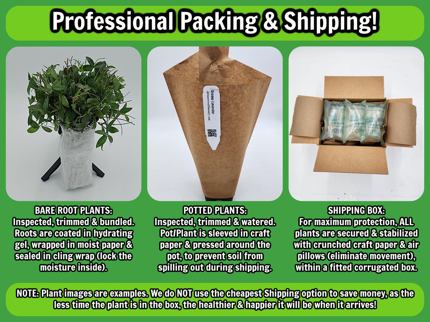 Greenwood Nursery: Live Perennial Plants - Orange Trumpet Creeper Vine + Campsis Radicans - [Qty: 3X Pint Pots] - (Click for Other Available Plants/Quantities)