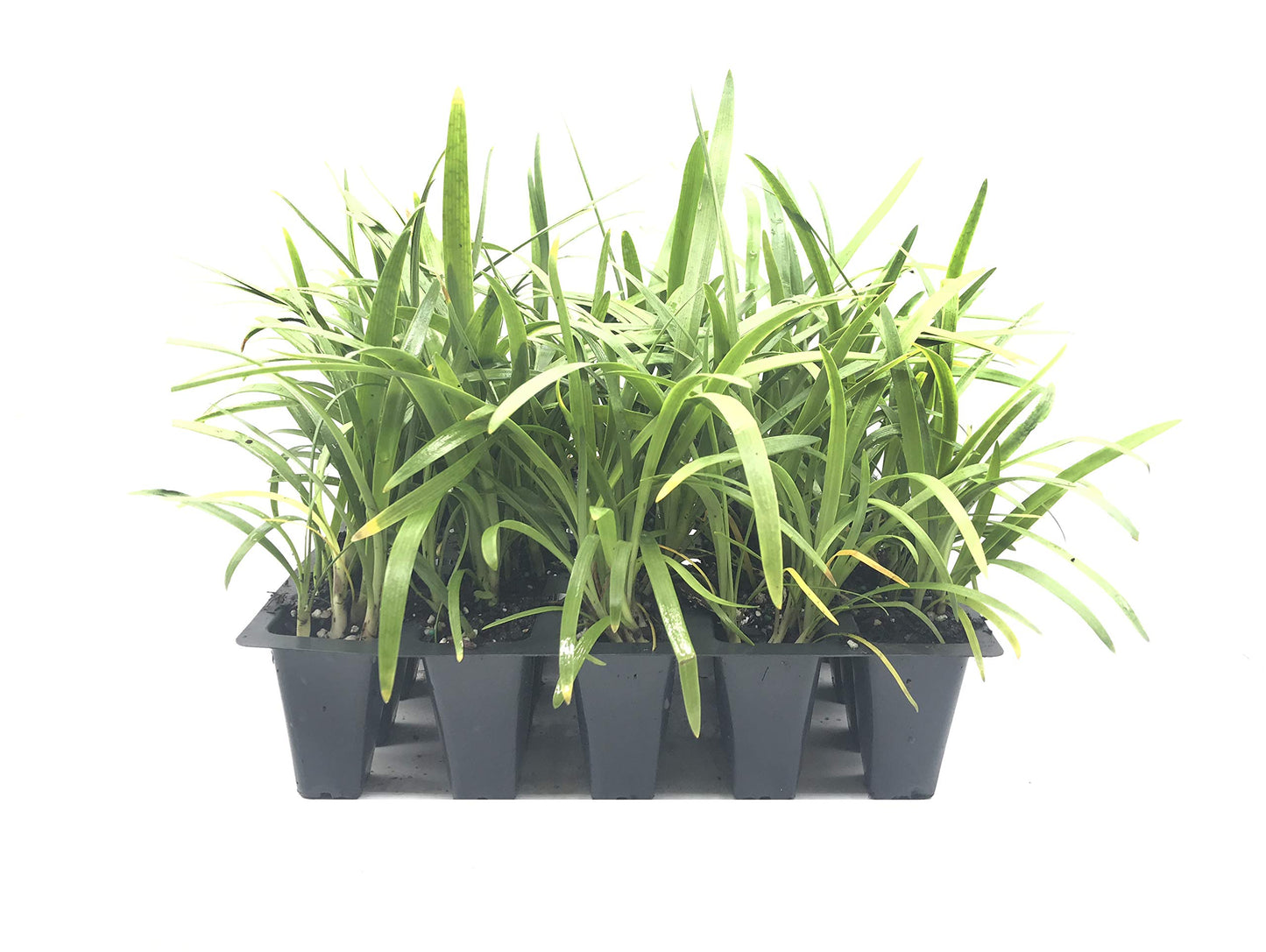 Agapanthus Africanus 'Lily of The Nile' - 3 Live Plants - 2" Pot Size - Blooming Groundcover