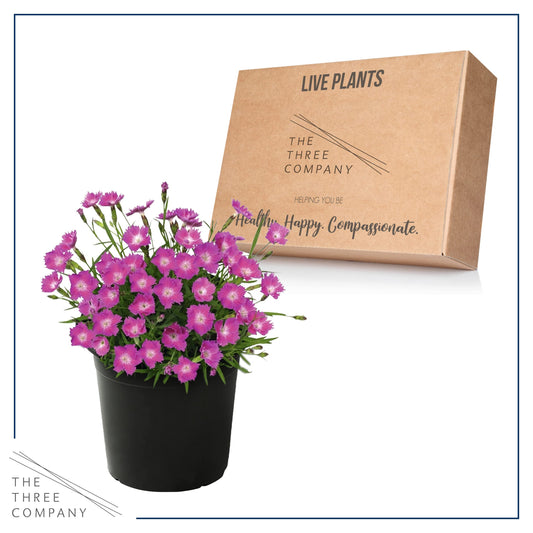 Live Dianthus - Kahori Pink - Fragrant Mounding Perennial - Healthy Spring Plant - 12" Tall by 6" Wide in 2.5 Qt Pot