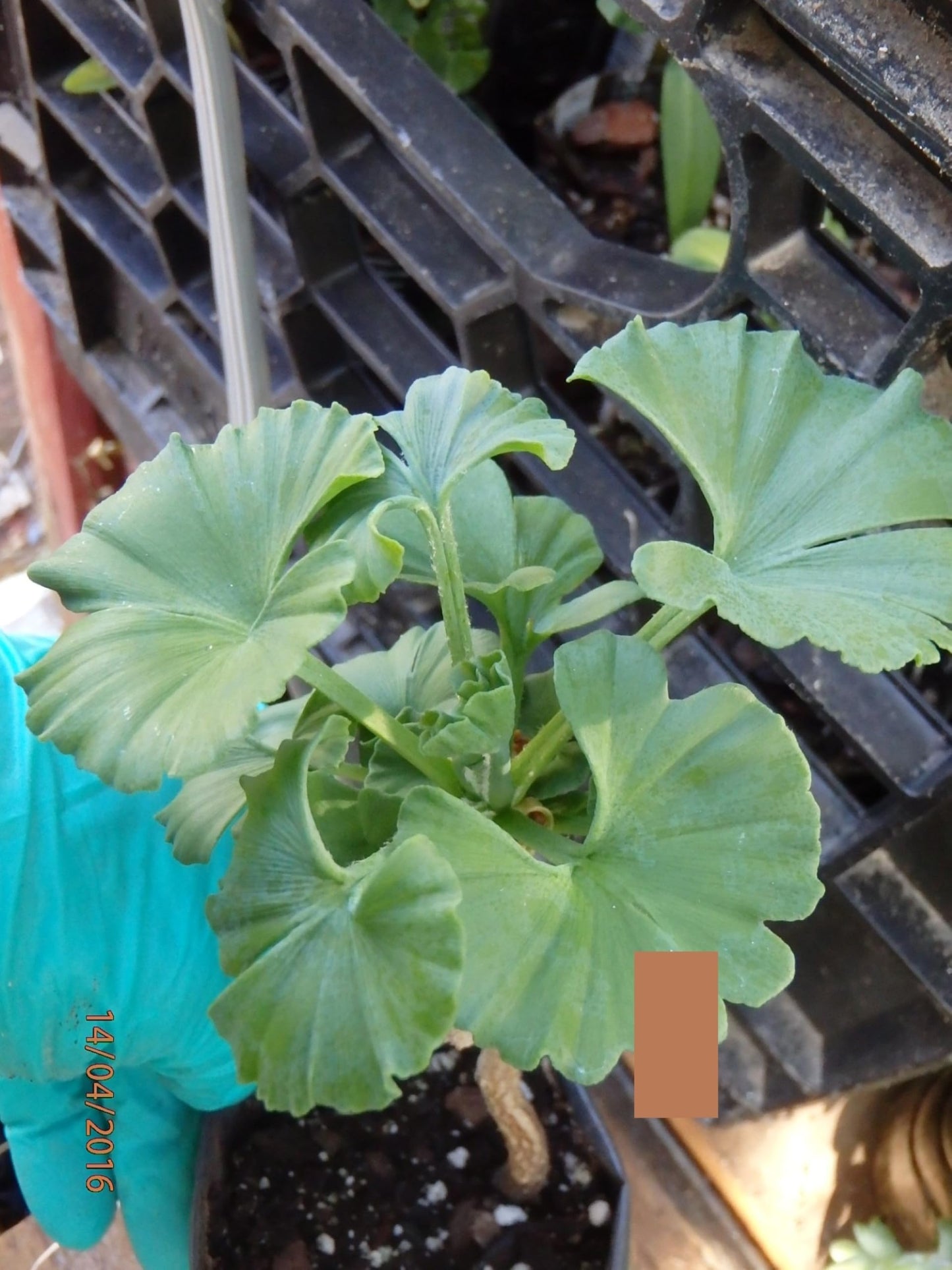 Ginkgo biloba ‘Troll’ Dwarf Male Ginkgo Grafted Tree, 3-5” Tall