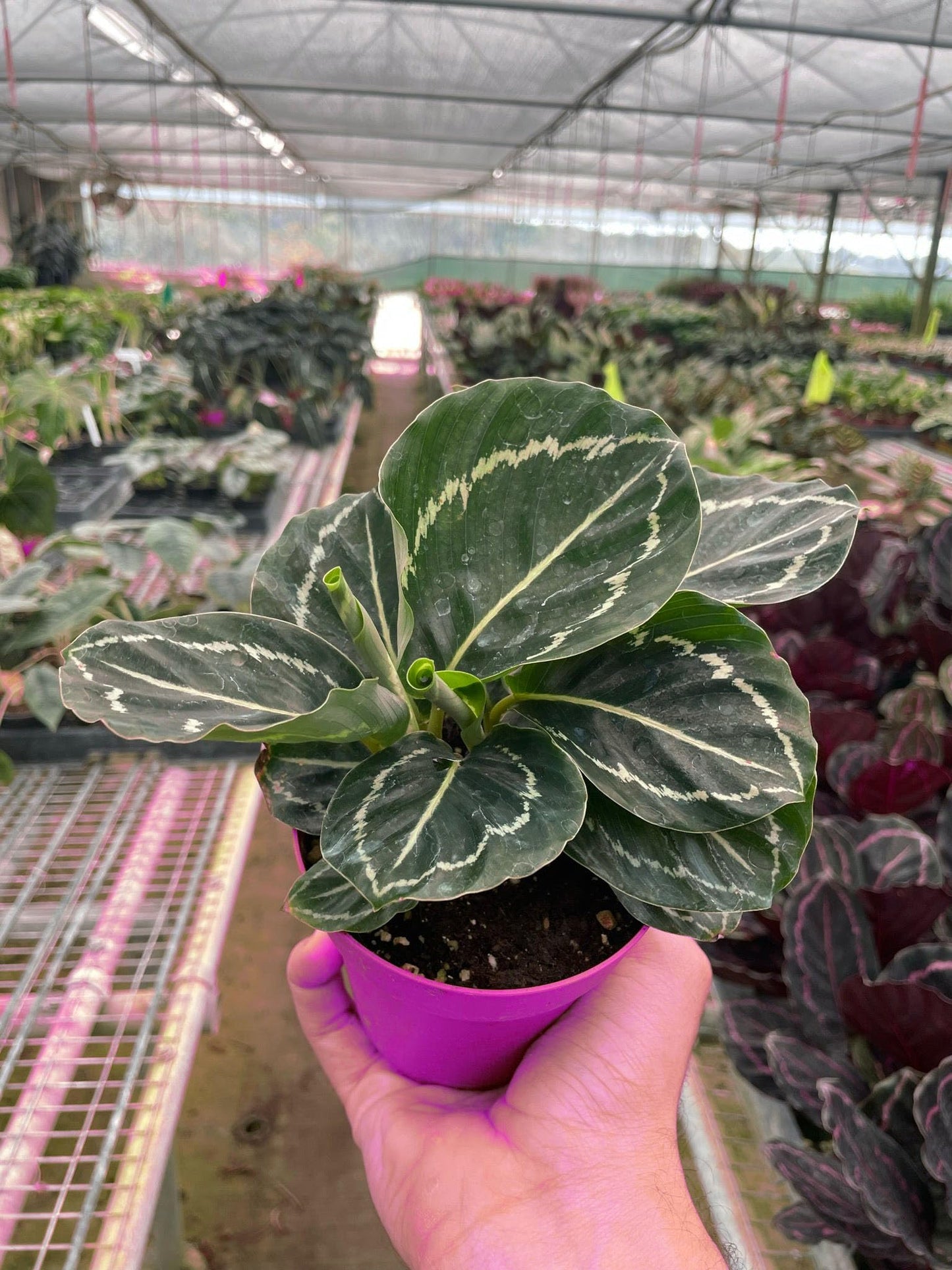 4 Pack Calathea 'Green Goddess' in 4in Pot - Live Tropical Houseplant - Easy to Grow | Air Purifying | Pet Friendly | Variegated | USA Growers | The Snobby Leaf