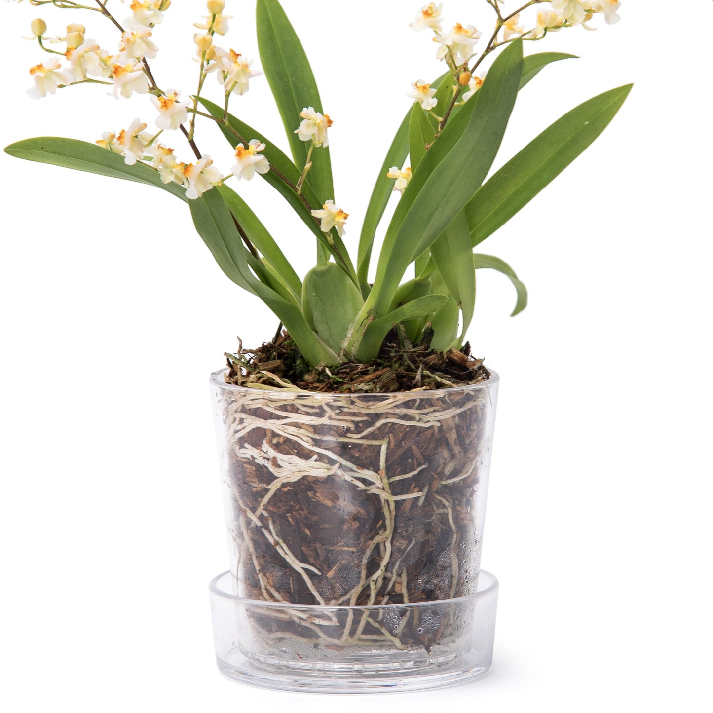 Phoenix Vine 3.5 Inch Clear Acrylic Planter Pot with Tray, Orchid Pot with Drainage Holes, Deep Saucer for Bottom Watering, Transparent Containers for Indoor Plants, Herbs, Set of 1, 91-A-D-1