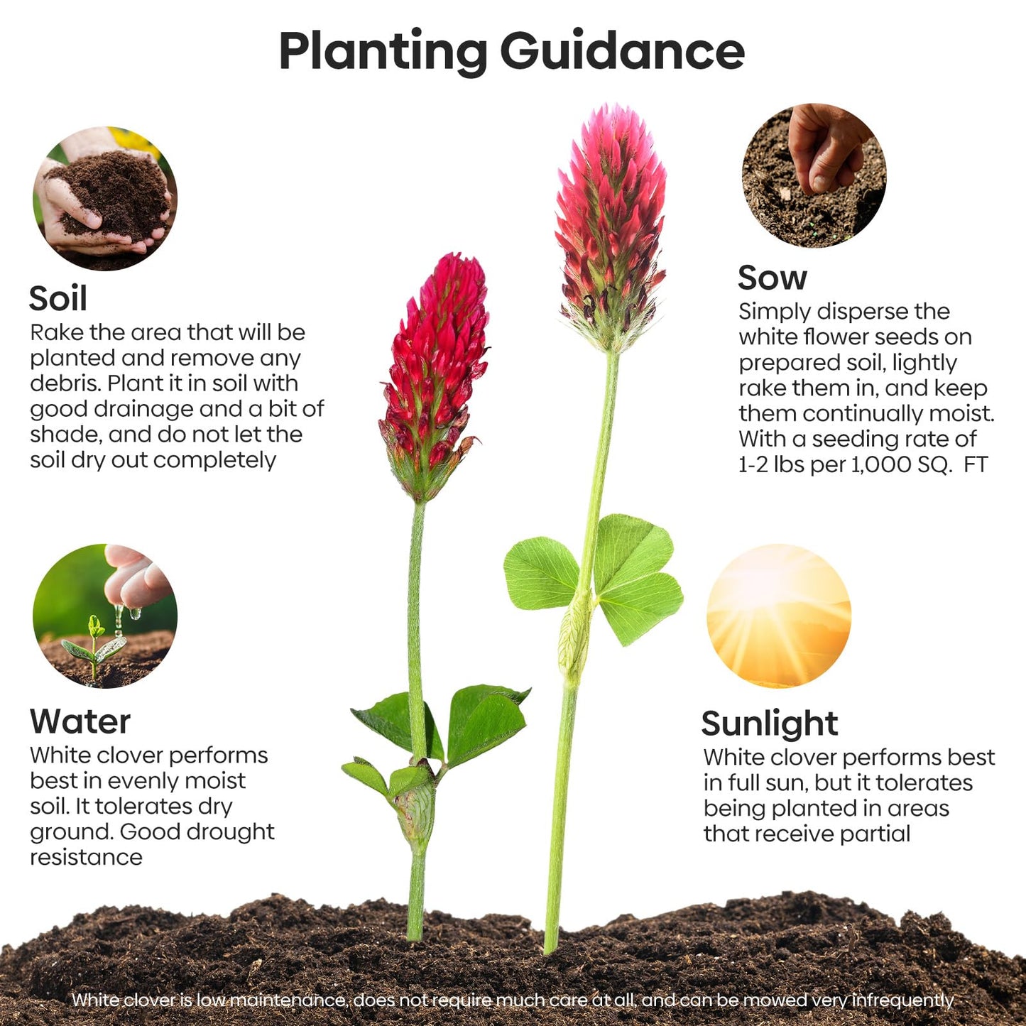 Groundio Crimson Clover Seeds, 5 lbs, Annual Red Clover Seeds for Lawn Alternative, Attracts Pollinators, Nitrocoated and Inoculated(Trifolium incarn)