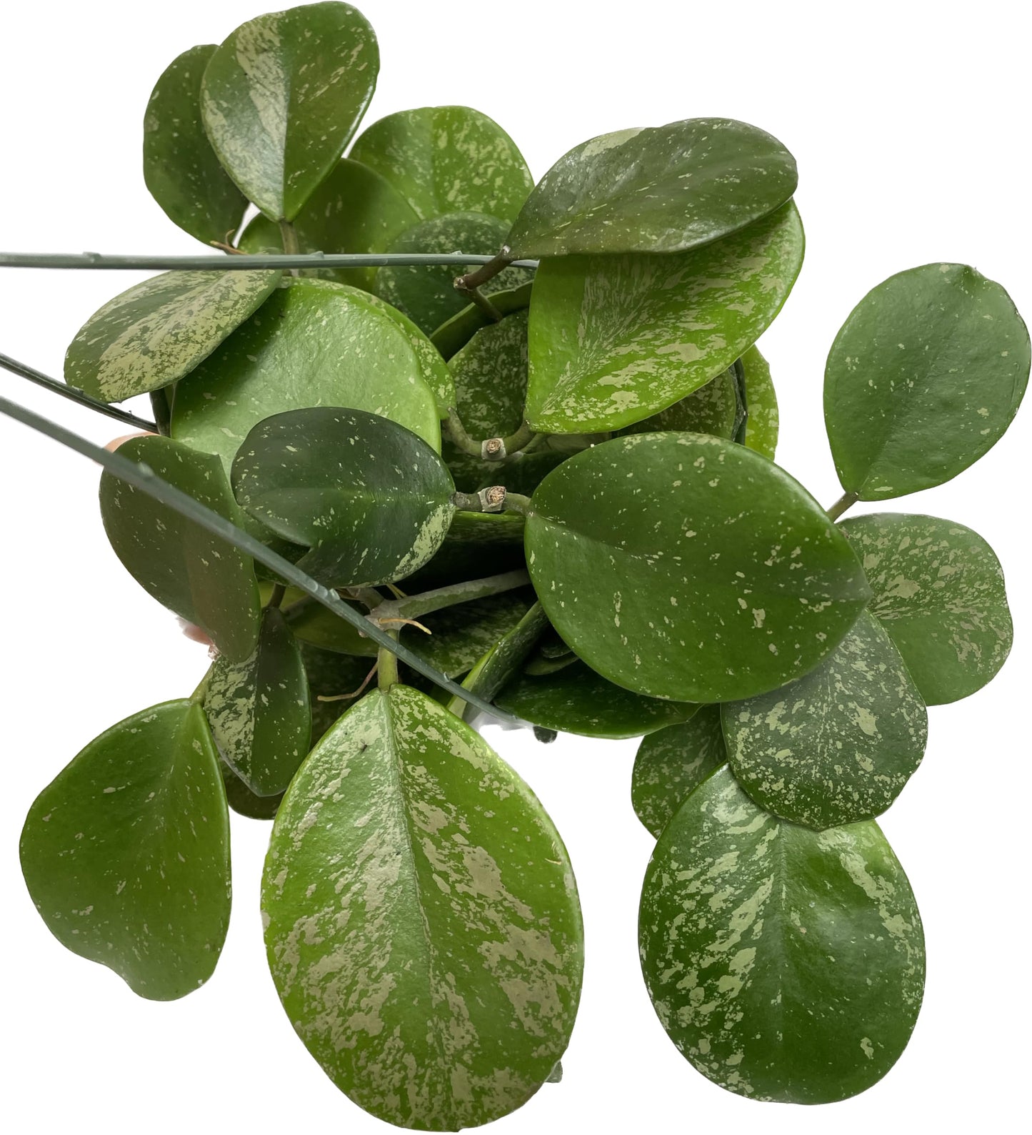 Hoya Obovata Spalsh Available in 2" Pot, 4" Pot, and 6" Hanging Pot Hoya Live Plants Live Houseplants California Seller (Multiple Plants, 6" Hanging Pot)