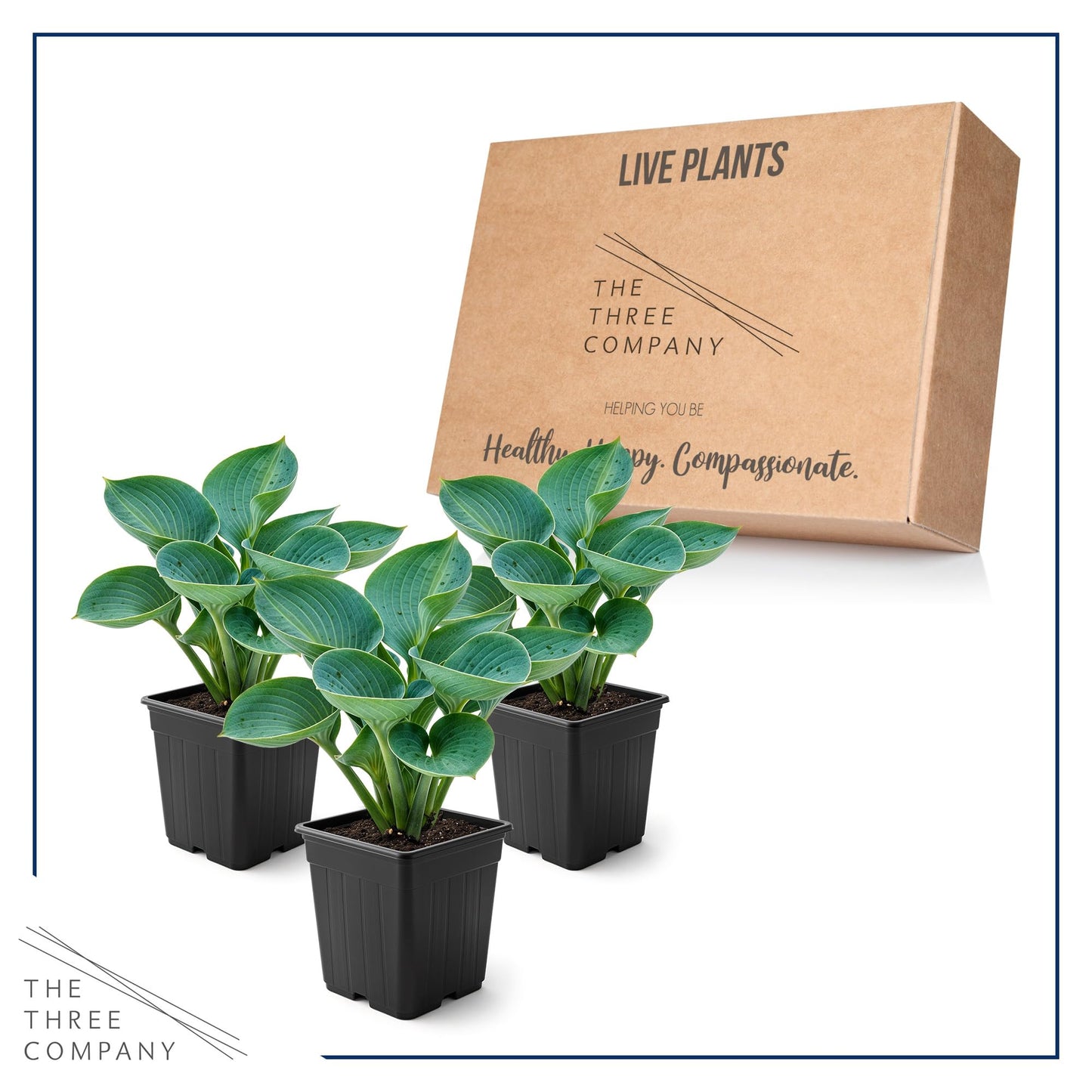 Live Perennial Hosta - Abiqua Drinking Gourd (3 Plants Per Pack) Beautiful Accent Plant, 10" Tall by 4" Wide in 1 Qt Pot