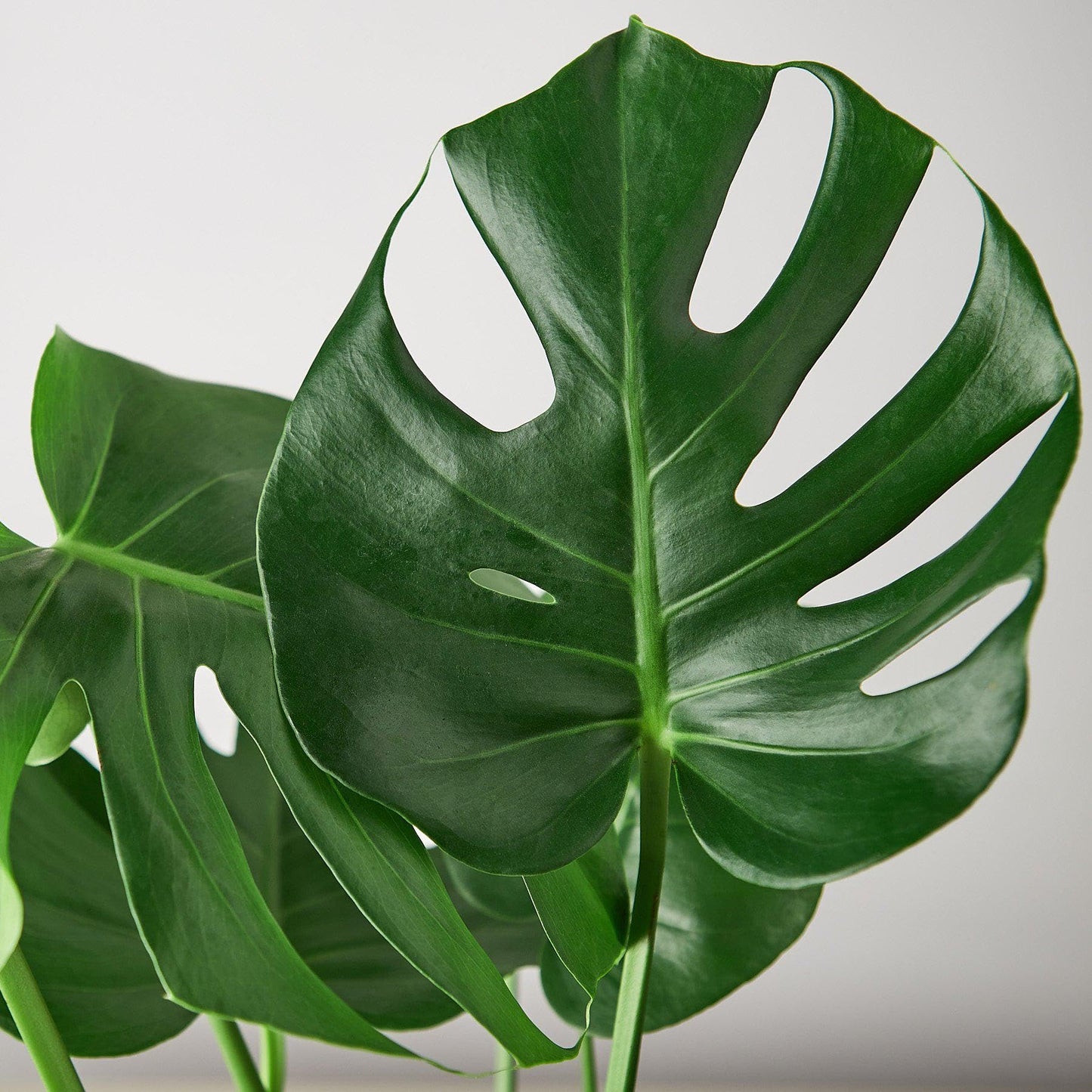 9 Pack Philodendron Monstera Split-Leaf in 4in Pot - Live Plants Tropical Houseplants | Variegated | USA Growers | The Snobby Leaf