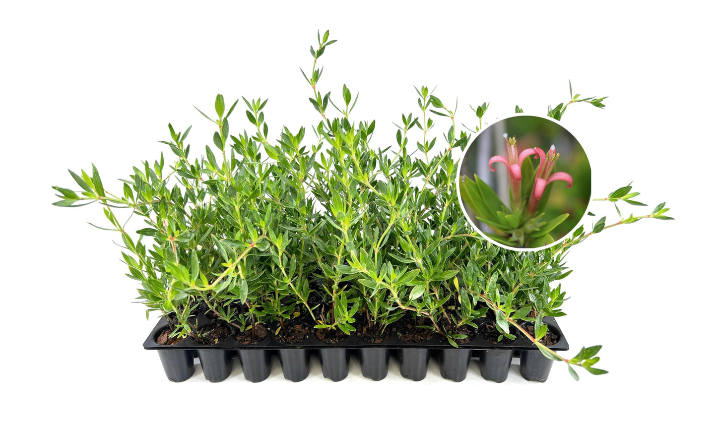 Beach Creeper | 10 Live Plants | Ernodea Littoralis | Coastal Ground Cover | Salt Tolerant | Low Maintenance | Drought Resistant | Fast Growing | Ideal for Sandy Soils | Tropical Landscaping