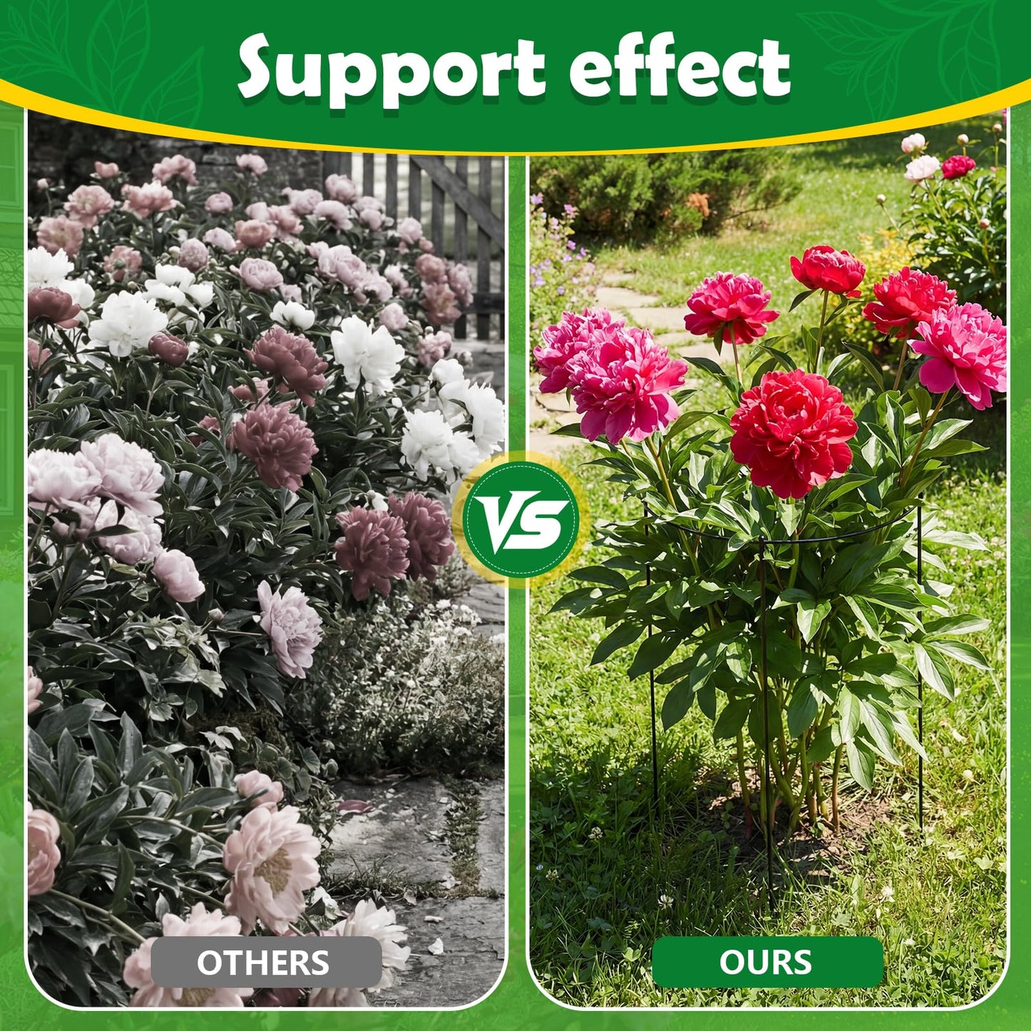 YHLYUZZ Peony Cages and Supports 8 Pack, 12x16 Inch Heavy Duty Metal Plant Cage for Outdoor Plants – Grow Through Flower Support Rings for Peonies, Roses, Tomatoes & Hydrangeas