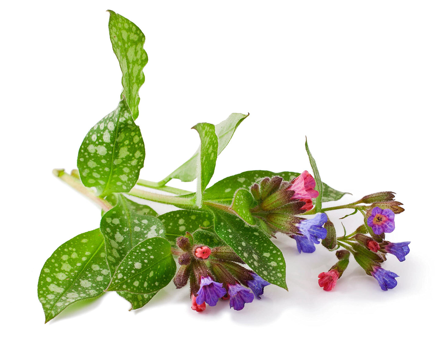 Lungwort Plant (Pulmonaria officinalis) 2.5 inch Pot - Organic Lungwort Plant - Blue LungwortCommon Lungwort, Jerusalem Cowslip, Jerusalem Sage, Lungwort, Mary's Tears, Our Lady's Milk Drops