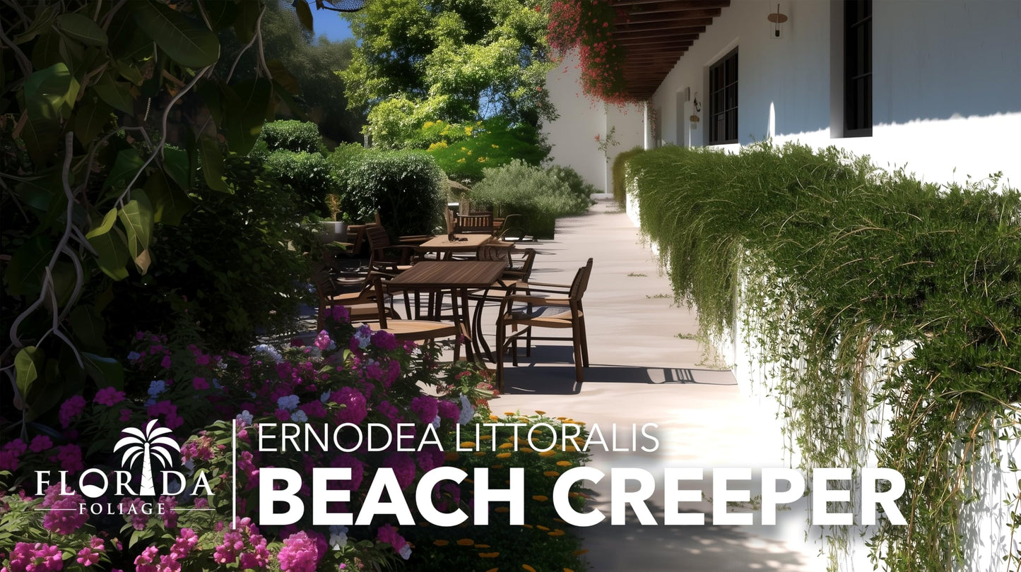 Beach Creeper | 10 Live Plants | Ernodea Littoralis | Coastal Ground Cover | Salt Tolerant | Low Maintenance | Drought Resistant | Fast Growing | Ideal for Sandy Soils | Tropical Landscaping