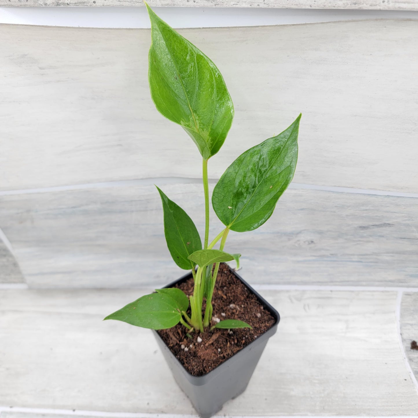 Rare Anthurium Pink Live Plant in 4-Inch Pot - Anthurium Flamingo Flower Plant - Exotic Flamingo Plant for Home or Office by 3exoticgreen