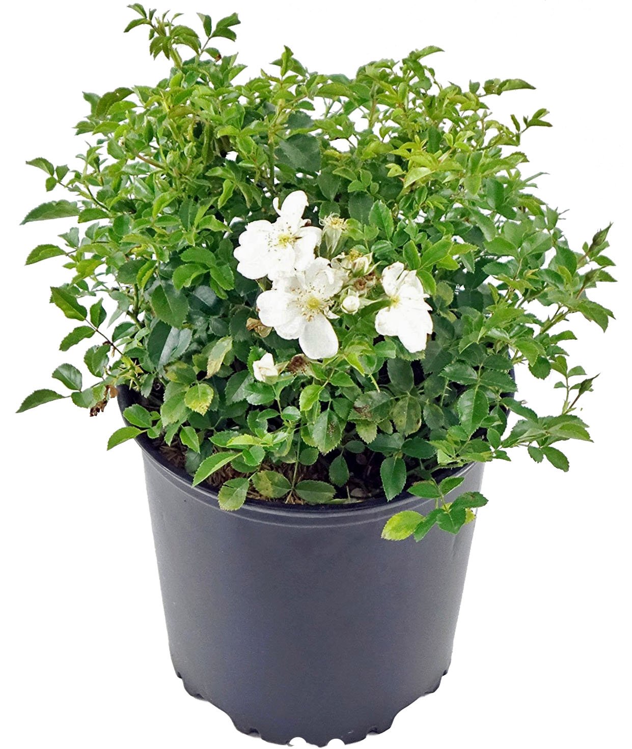 Flower Carpet Roses - Rosa White (Rose) Rose, double white flowers, #2 - Size Container