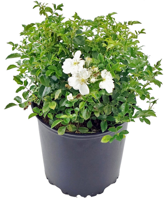 Flower Carpet Roses - Rosa White (Rose) Rose, double white flowers, #2 - Size Container