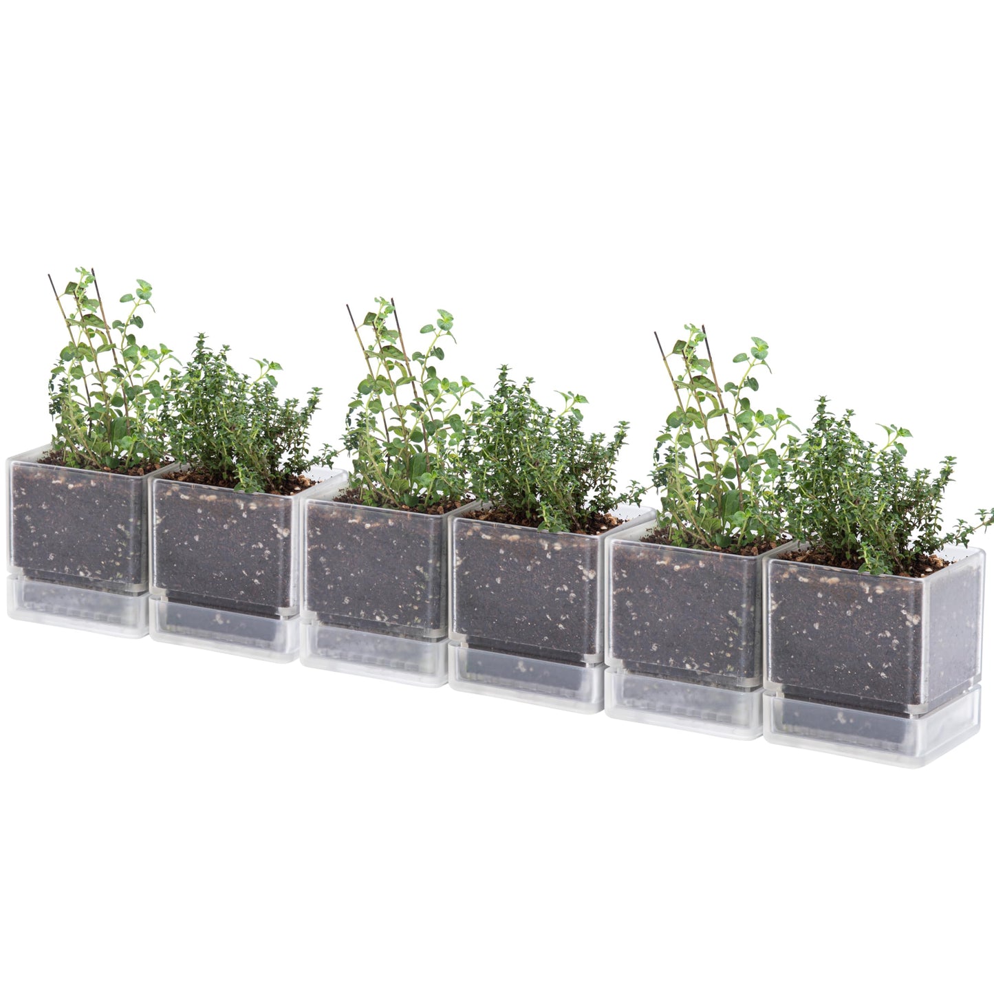 D'vine Dev 4 Inch Herb Planter Pots, Acrylic Planter with Drainage Holes and Saucer, Modern Decorative Gardening Pot for Indoor Plants, Herbs, Succulents, Clear, Set of 6, 76-Y-D-6