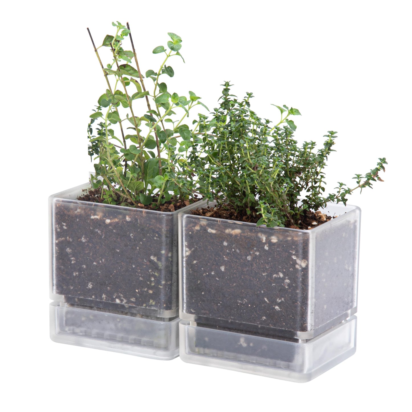 D'vine Dev 4 Inch Herb Planter Pots, Acrylic Planter with Drainage Holes and Saucer, Modern Decorative Gardening Pot for Indoor Plants, Herbs, Succulents, Clear, Set of 2, 76-Y-D-2
