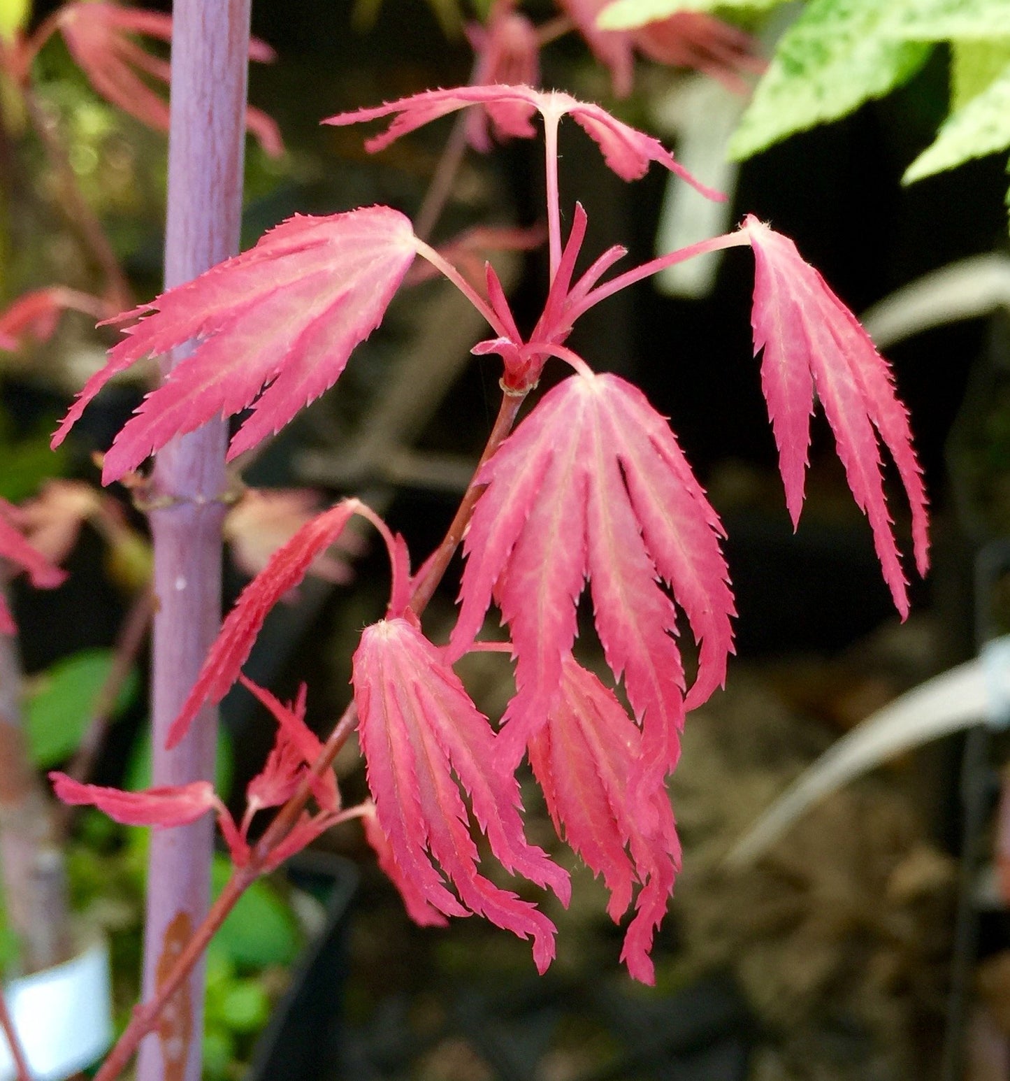 Marlo Dwarf Pink Japanese Maple 1 - Year Live Plant