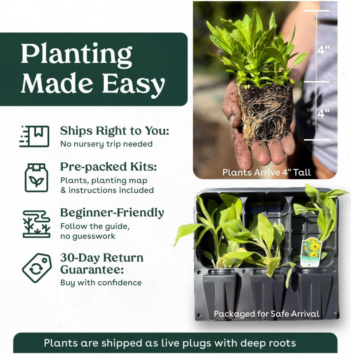 Frogfruit 6 Live Plants (Phyla nodiflora) – Native Groundcover for Pollinator Gardens & Lawn Alternative, Low Growing Perennial, Drought Tolerant, Full Sun Landscaping Plant