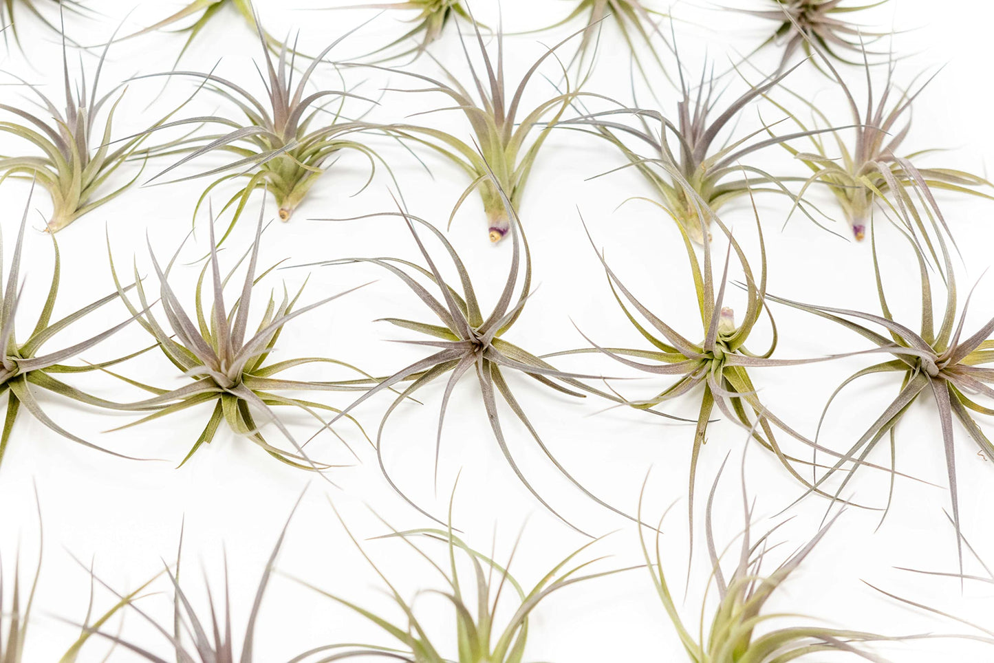 Air Plants The Inca Collection - Live Succulent House Plants - Available in Wholesale and Bulk - Home and Garden Decor - Easy Care Indoor/Outdoor Air Plant (Pack of 3)