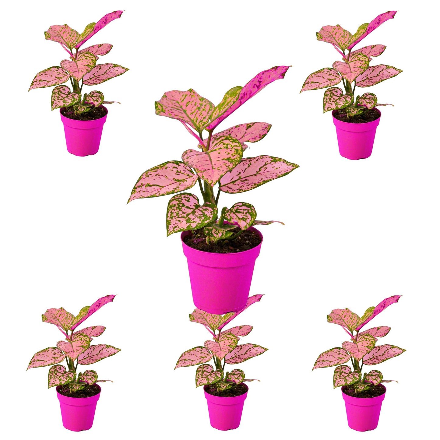 6 Pack Chinese Evergreen 'Lady Valentine' in 4in Pot - Live Plants Tropical Houseplants | Variegated | USA Growers | The Snobby Leaf