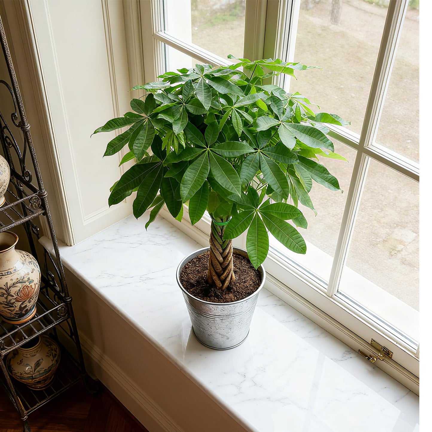 Sprout N Green 8-10" Money Tree with 5 Lucky Braid, Live Plant with Silver Metal Pot, Decoration for Indoor Home Office Tabletop Windowsill Side Table, Housewarming Christmas Gift