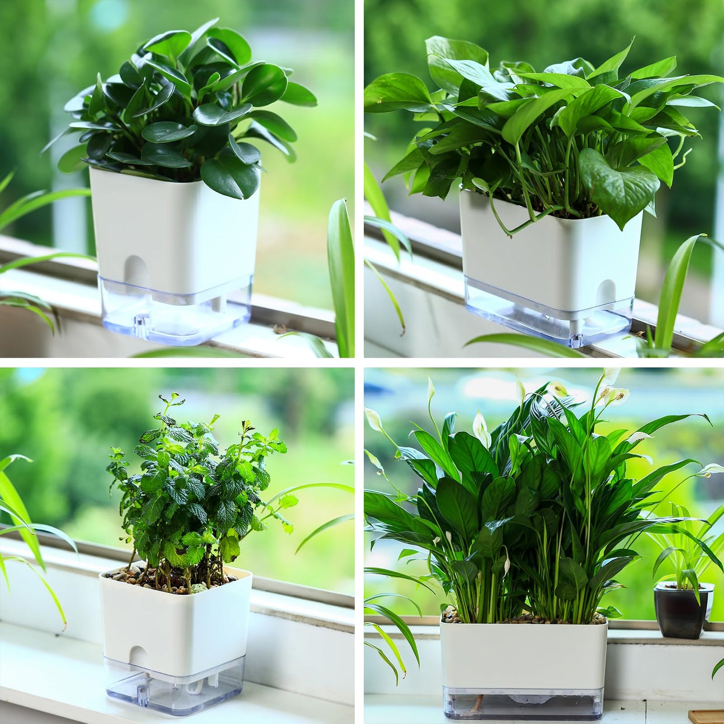 Planterhoma Self Watering Plant Pots for Indoor Plants 5.5 inch, 3 Packs Square Self-Watering Planters with Drainage Hole, White African Violet Pots for Devil's Ivy, Spider Plant, Orchid, Herb