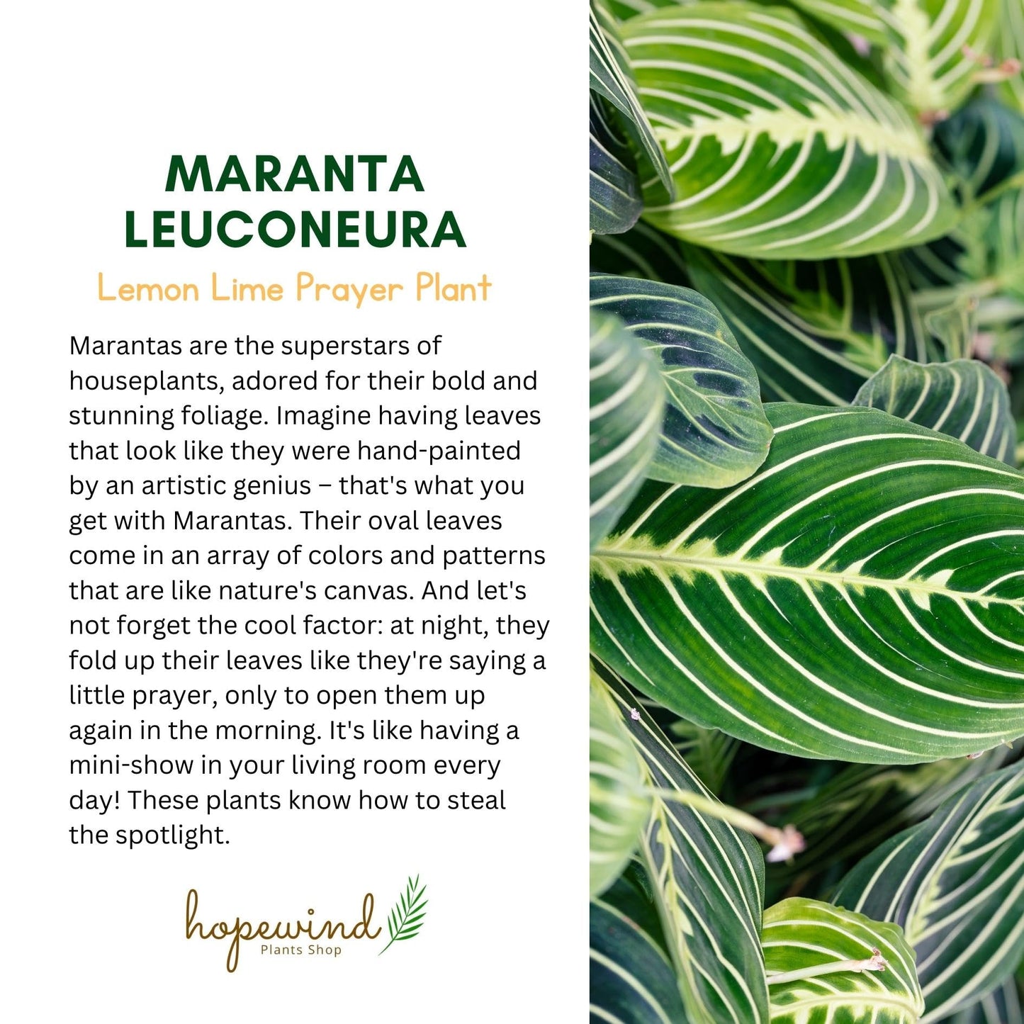 Live Plant, Lemon Lime Maranta Prayer Plant, Pet Friendly, Air Purifying Plant, Easy Care, Easy to Grow Live Indoor Plant, Houseplant, Rare Indoor Plant, Home Décor Pot (Jute Brown Assorted)