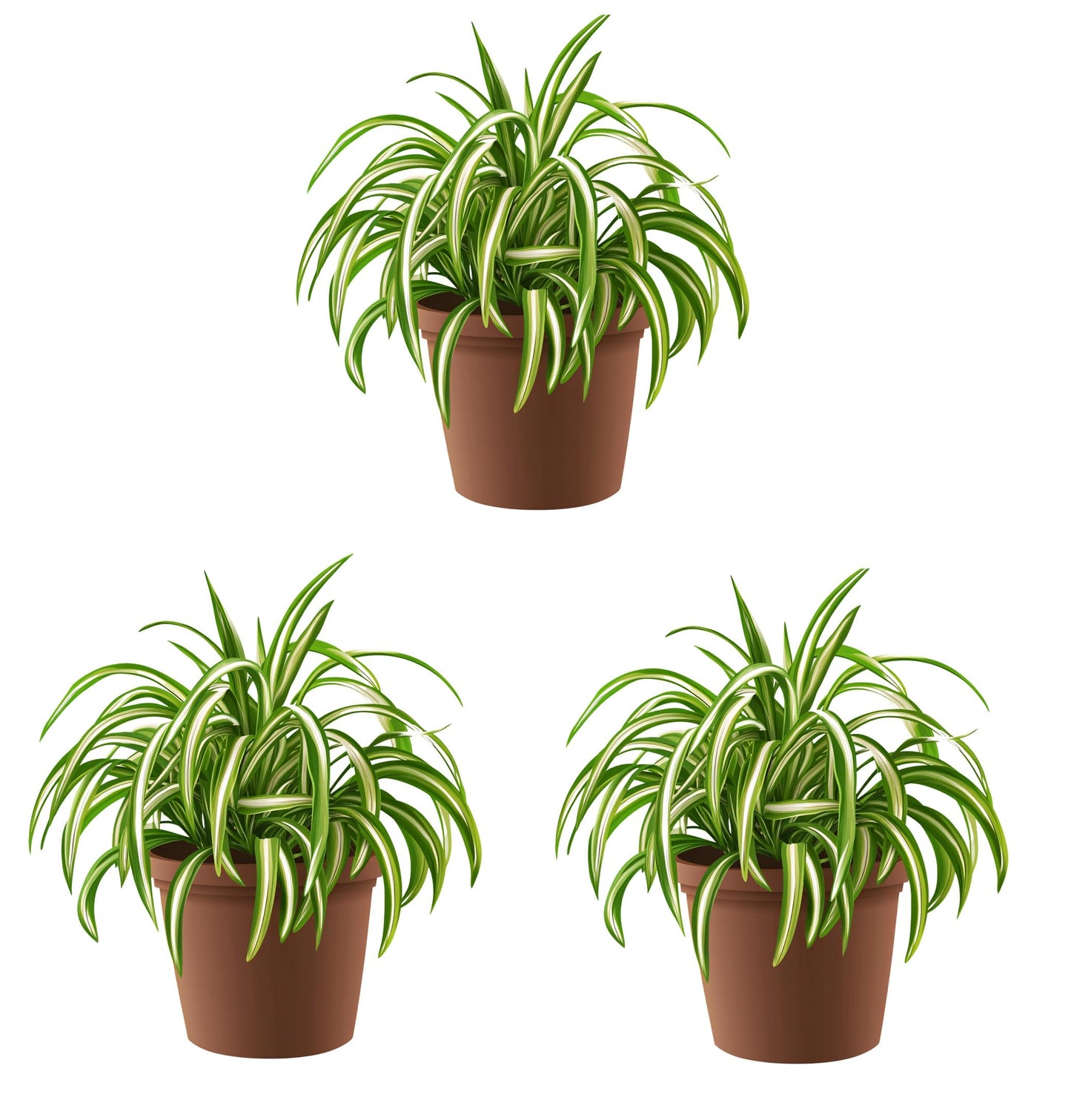 3 Pack Spider Plants in 2 Inch Starter Pot - Well Rooted, Easy to Grow Indoor Plant