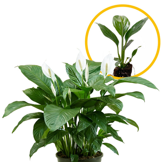 Live Spathiphyllum '7th Heaven' Plant - '7th Heaven Peace Lily' - ragnaroc Tropical Plant 2-8" Tall - 1ct - Live Arrival Guaranteed - House Plants for Home Décor & Gift