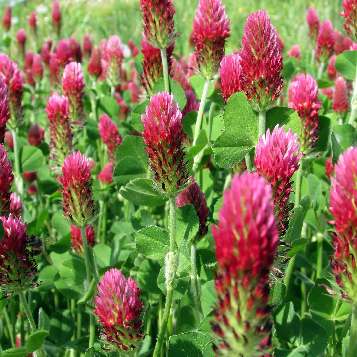 Groundio Crimson Clover Seeds, 5 lbs, Annual Red Clover Seeds for Lawn Alternative, Attracts Pollinators, Nitrocoated and Inoculated(Trifolium incarn)
