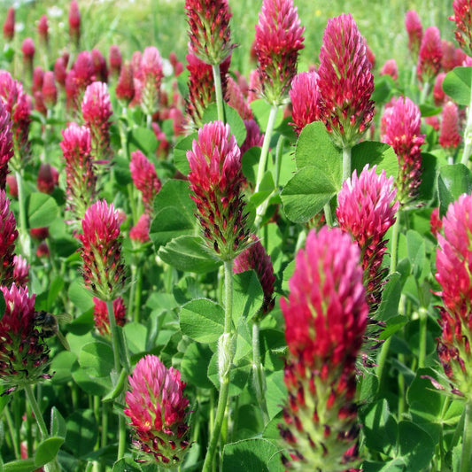 Groundio Crimson Clover Seeds, 5 lbs, Annual Red Clover Seeds for Lawn Alternative, Attracts Pollinators, Nitrocoated and Inoculated(Trifolium incarn)