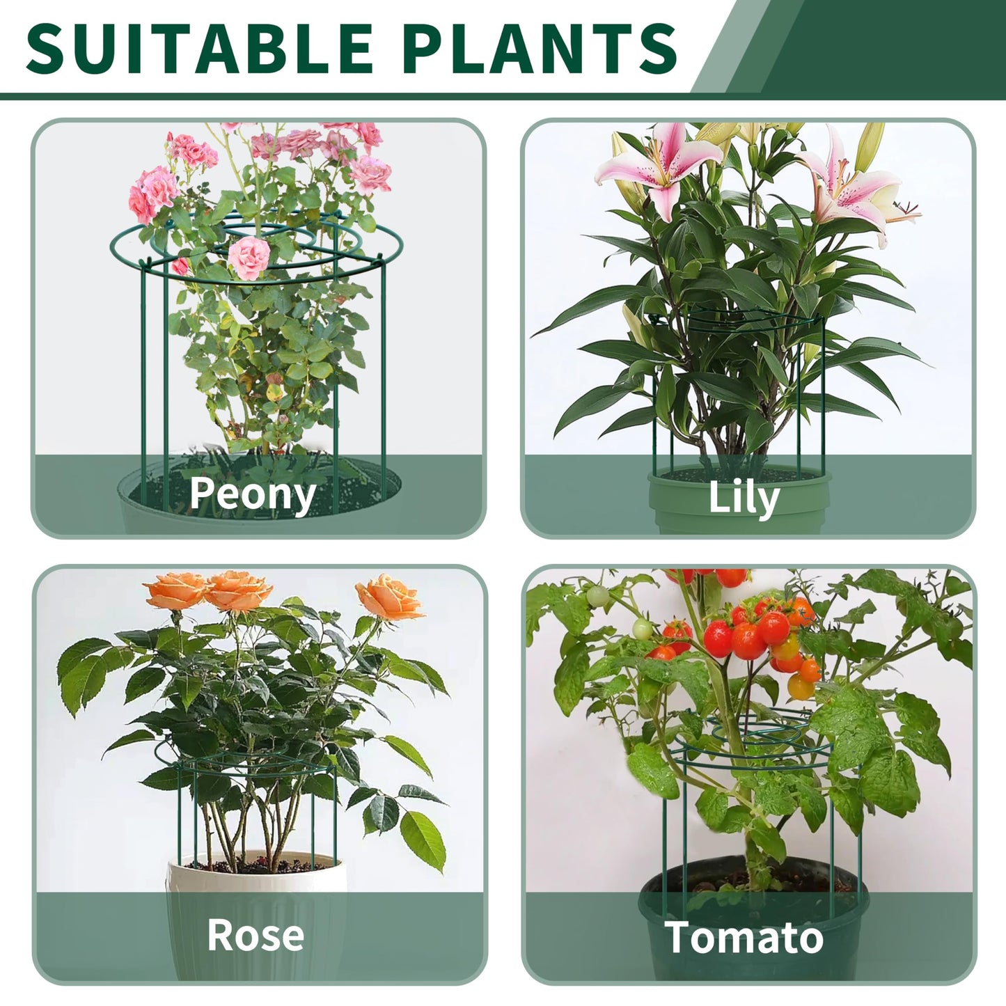 SYITCUN 4pack Peony Cages and Supports, 18 x 24 Inch Four Legs Peony Cage, Heavy-Duty Peonies Support Cages, Peony Ring for Roses, Hydrangeas, Sage, Peonies, Cucumbers, Tomato