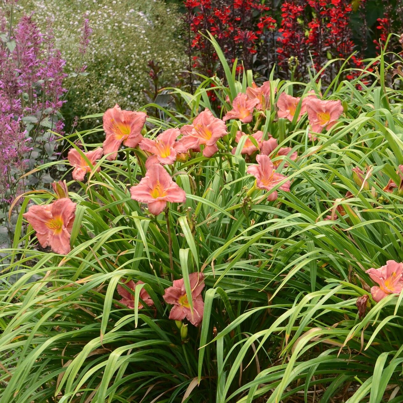 Votaniki Hemerocallis 'Rosey Returns Daylily' - Long Blooming, Perennial Daylily Bare Root for Plant | Perfect Addition to Any Garden - Easy to Gow and Low Maintenance (8 Pack)