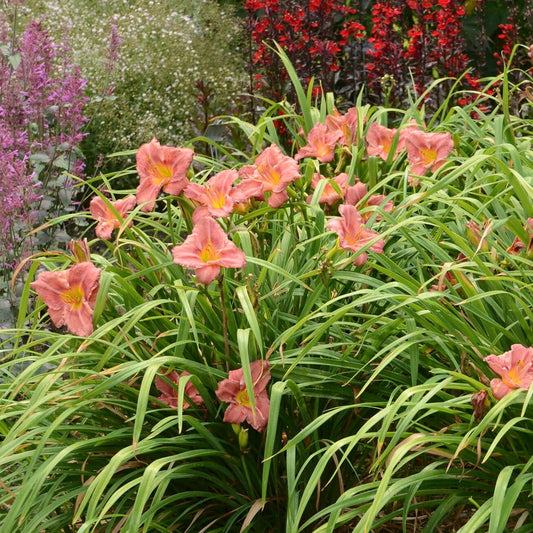 Votaniki Hemerocallis 'Rosey Returns Daylily' - Long Blooming, Perennial Daylily Bare Root for Plant | Perfect Addition to Any Garden - Easy to Gow and Low Maintenance (12 Pack)
