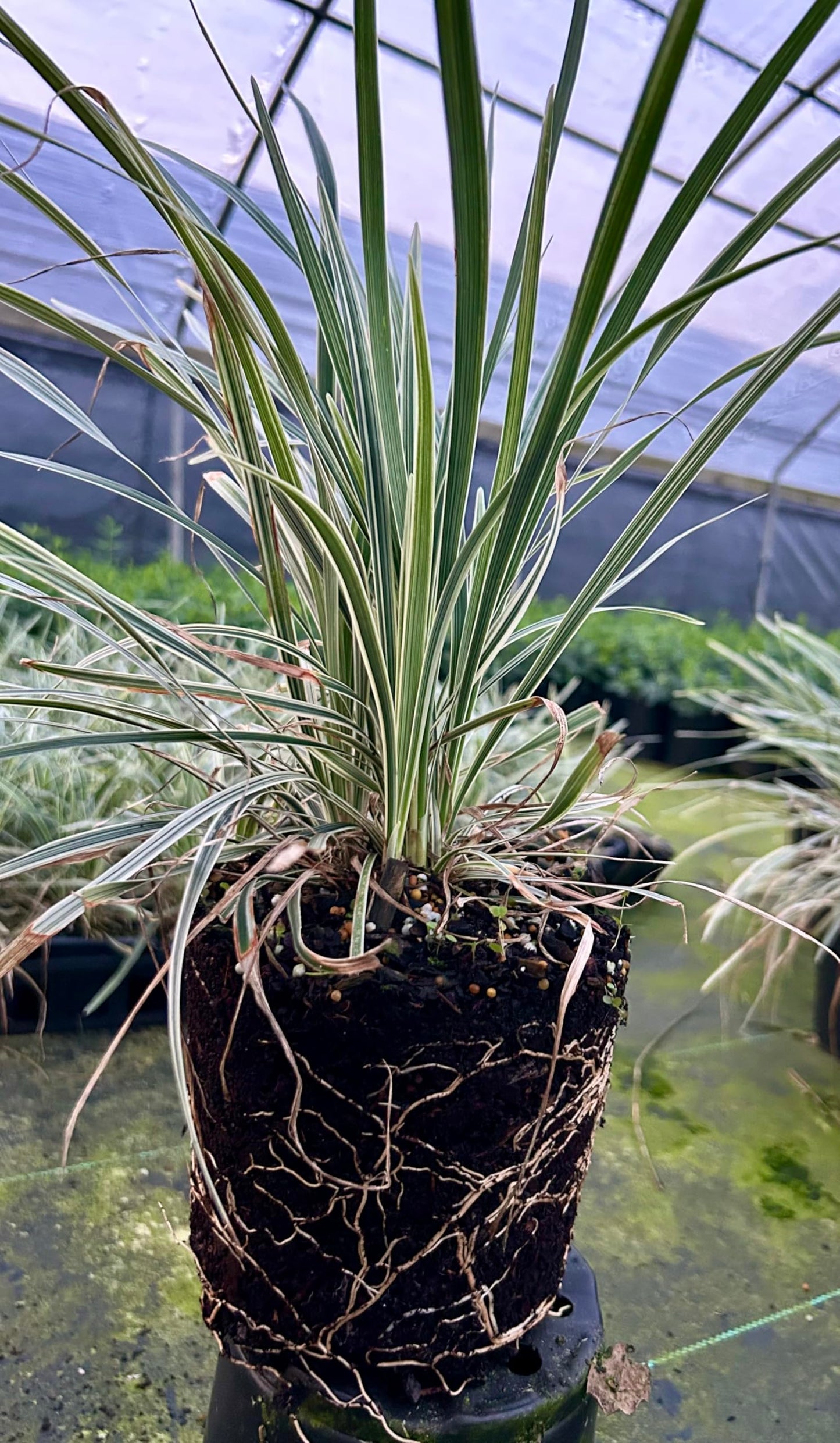 Aztec Grass Live Plant, Variegated Green and White Foliage, Ornamental Grass for Garden and Landscape (2, 1-Gallon)