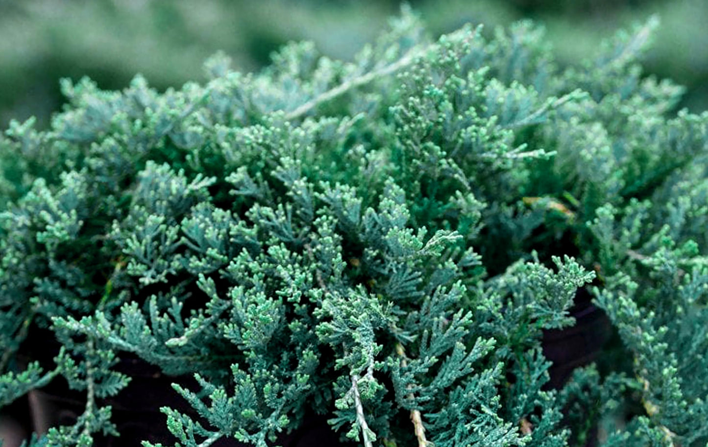 Blue Rug Juniper Wiltonii | 15 Live 4 Inch Plants | Juniperus Horizontalis | Creeping Ground Cover, Low Maintenance Shrub, Drought Tolerant, Evergreen Foliage, Fast Growing, Erosion Control